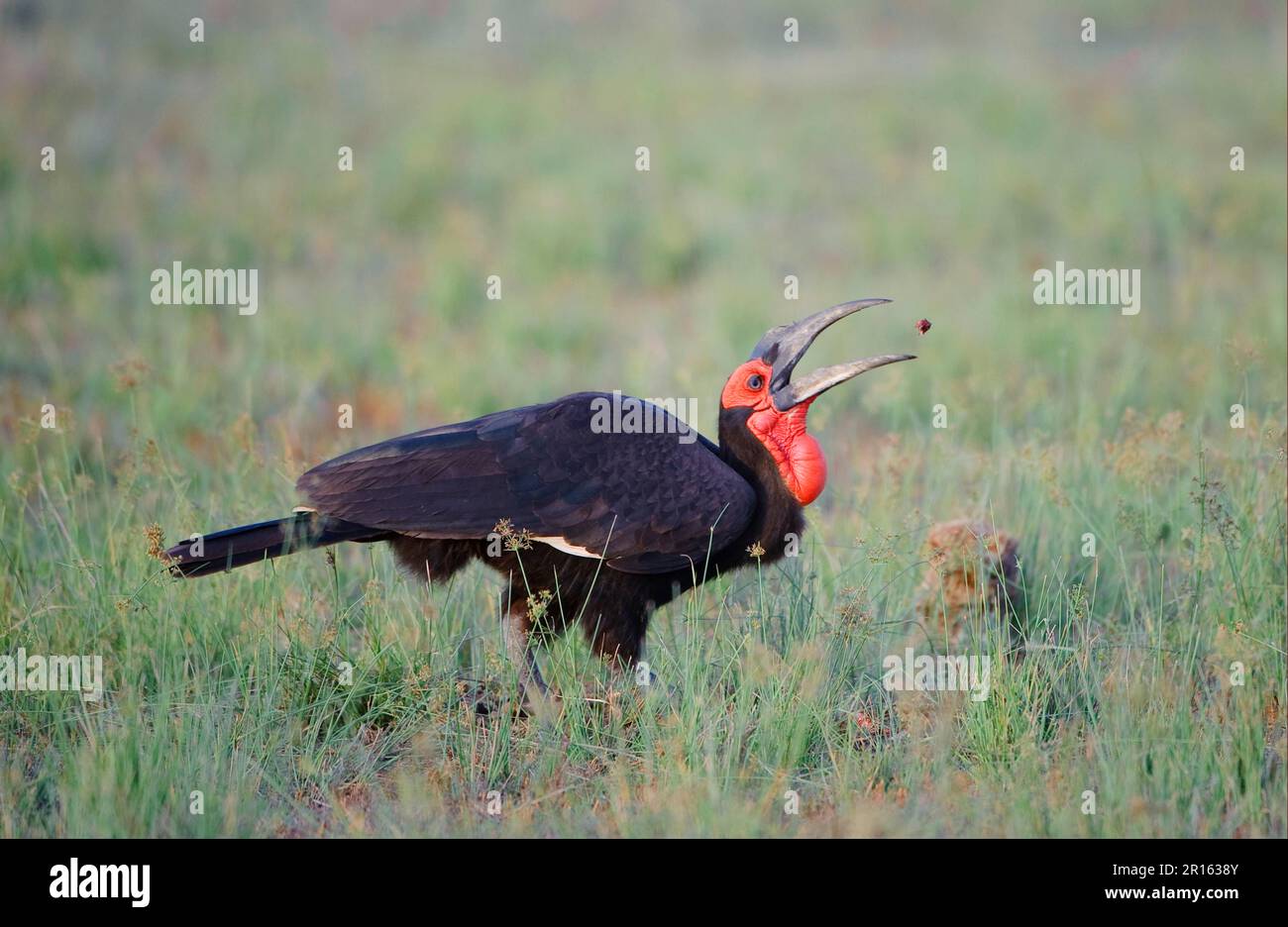 Bucorvus cafer, Kaffir Hornbill, Red-Cheeked Hornbill, Southern Hornbill, Kaffir Hornbill, Südlicher Hornvogel (Bucorvus leadbeateri), Süd Stockfoto