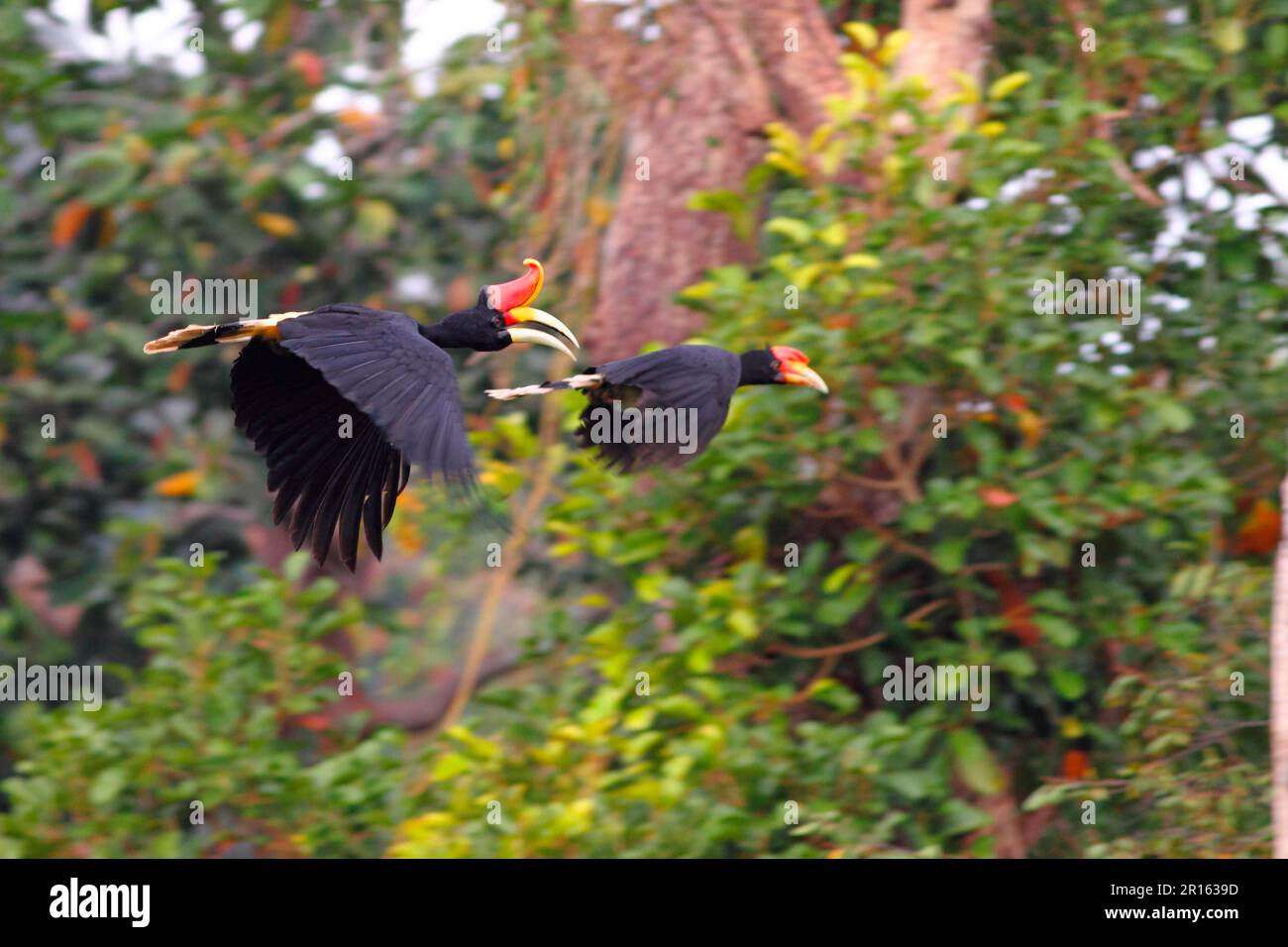 Rhinoceros Hornbill (Buceros rhinoceros borneoensis), erwachsen und