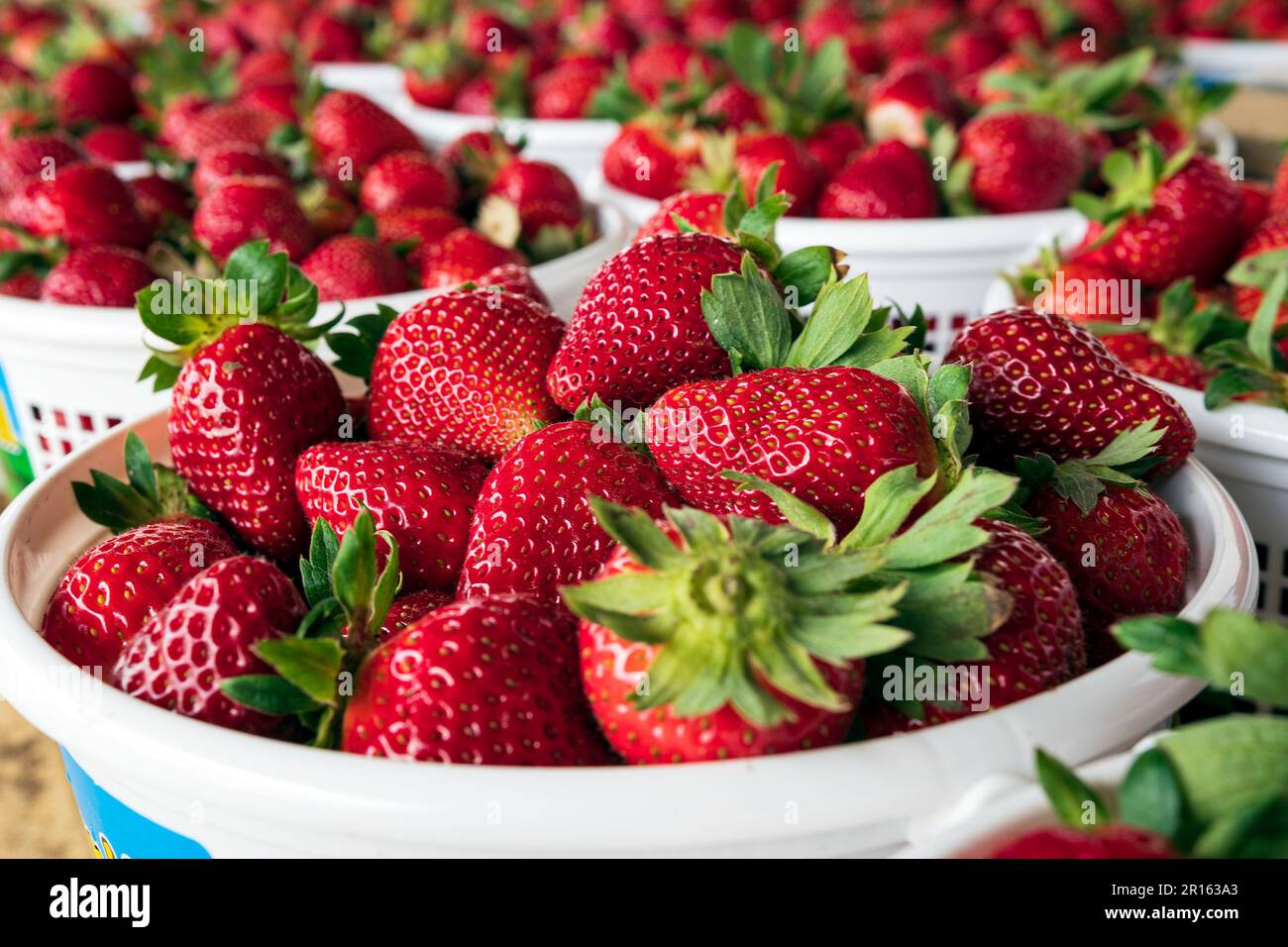 Eimer roter, reifer Erdbeeren (Fragaria ananassa), die im Frühjahr auf einem Bauernmarkt verkauft werden. Stockfoto
