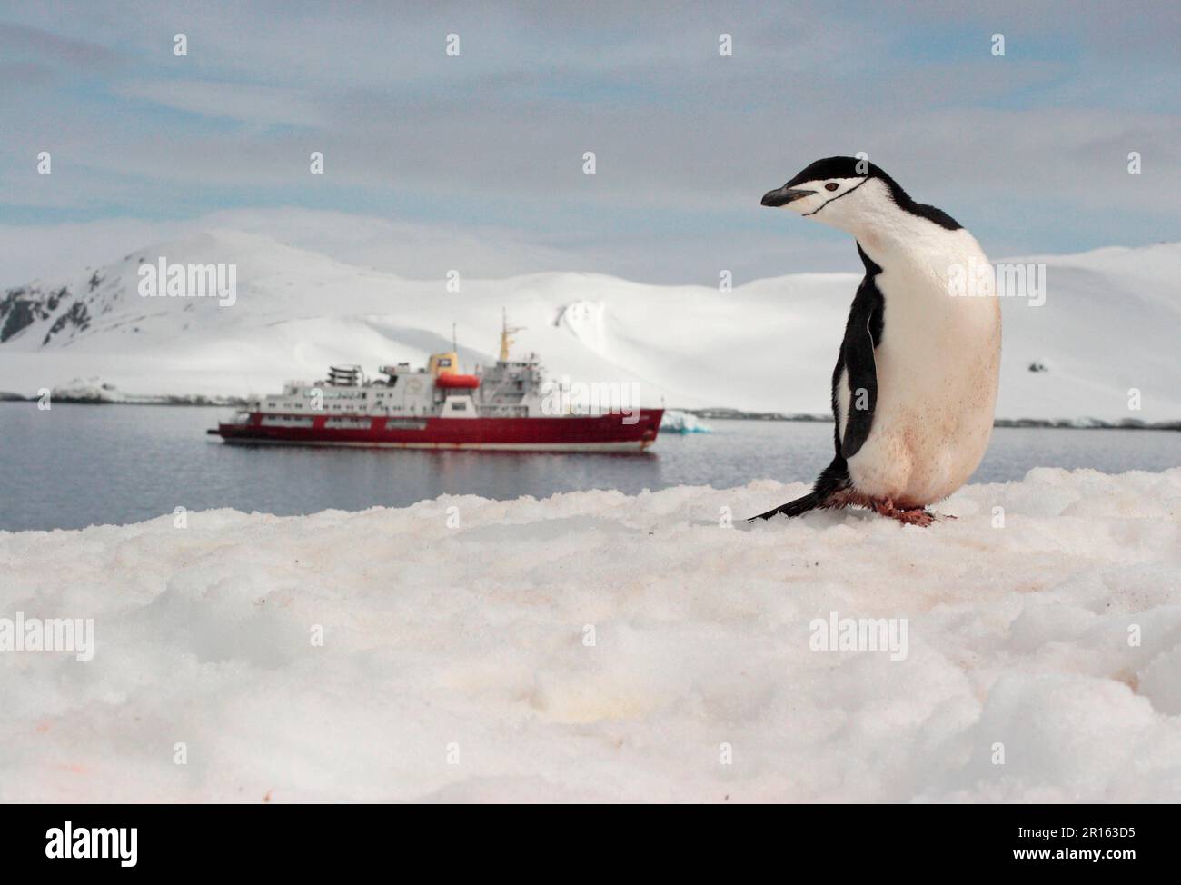 Chinstrap-Pinguin (Pygoscelis antarktis), Erwachsener, auf Schnee stehend, mit Touristenschiff im Hintergrund, Antarktis-Halbinsel, Antarktis Stockfoto