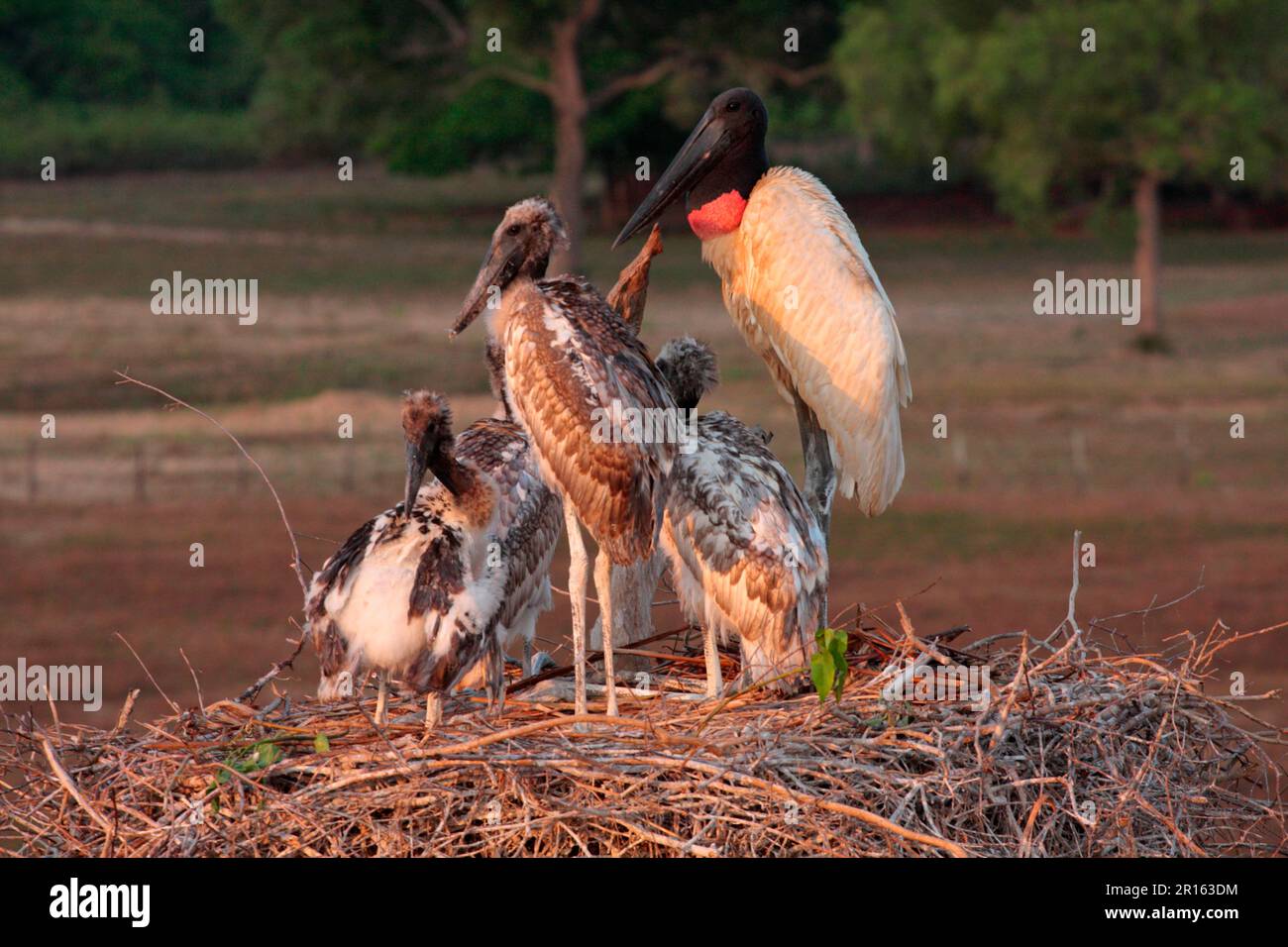 Jabiru (Jabiru Mycteria), Erwachsener mit vier Küken im Nest, Pantanal Wildlife Centre, Mato Grosso, Brasilien Stockfoto