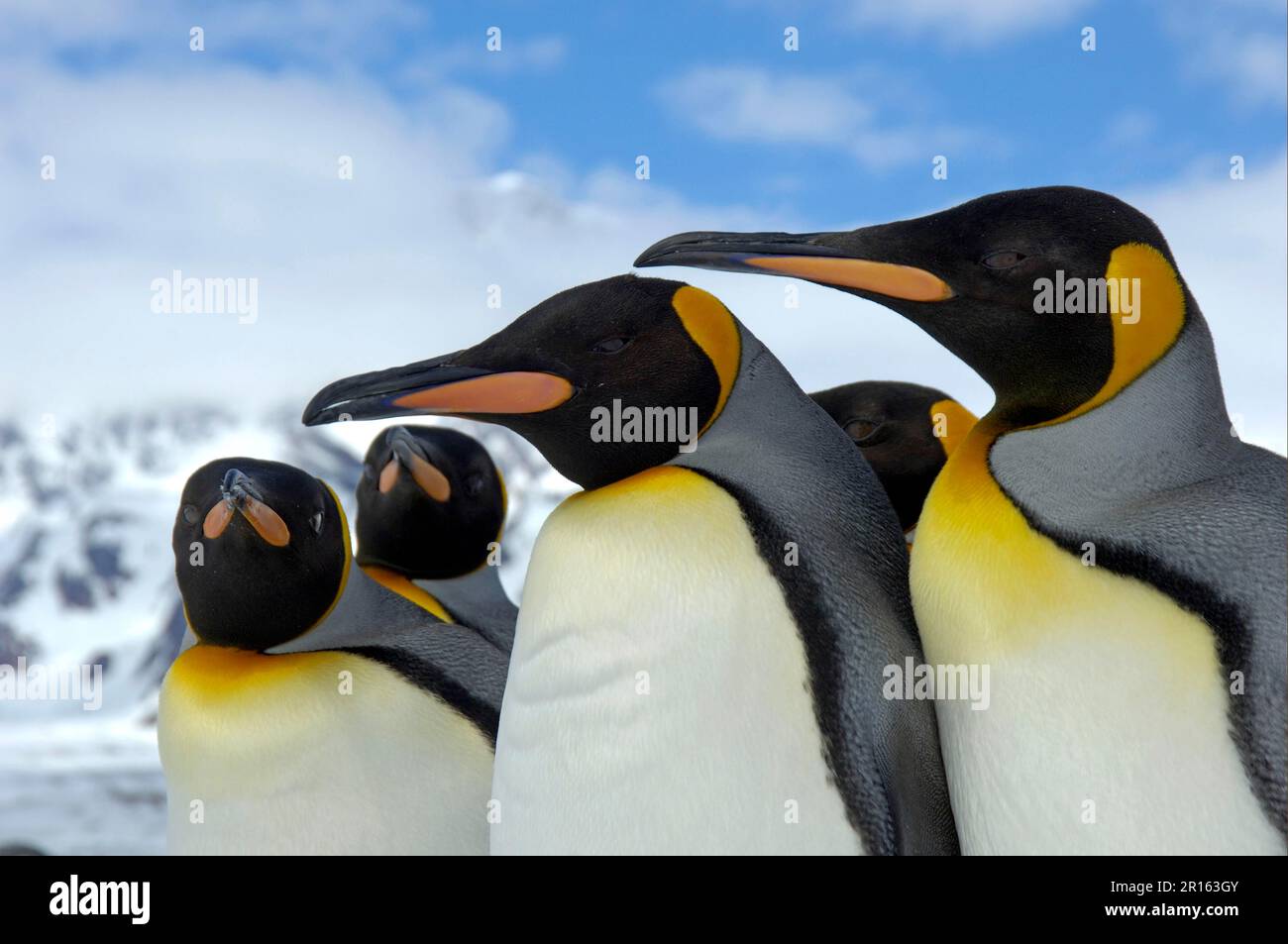 Aptenodytes patagonica, Königspinguin, Königspinguine (Aptenodytes patagonicus), Pinguine, Tiere, Vögel, Königspinguine Erwachsene, Nahaufnahme der Köpfe, St. Stockfoto