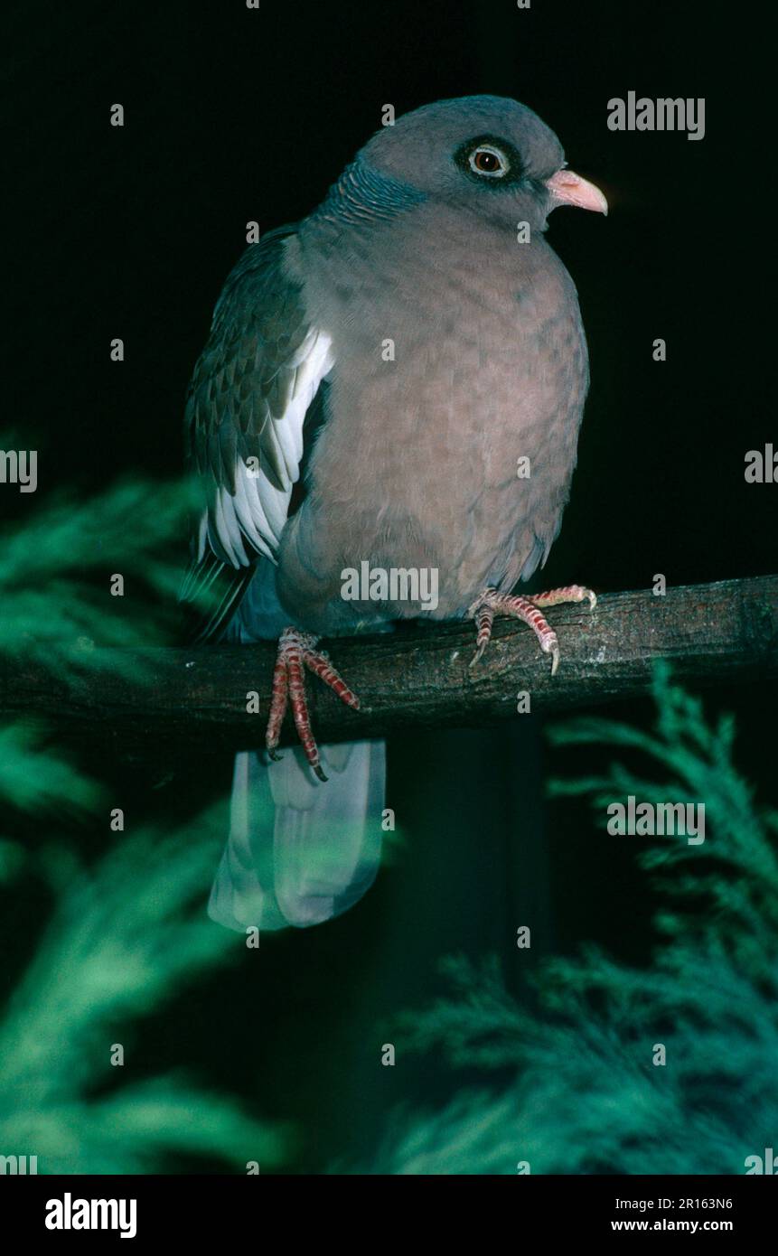 Tauben mit nackten Augen (Patagioenas corensis), Tauben mit nackten Augen, Ala Blanca Tauben, Tauben, Tiere, Vögel, Taube mit nackten Augen (Columba corensis) Stockfoto