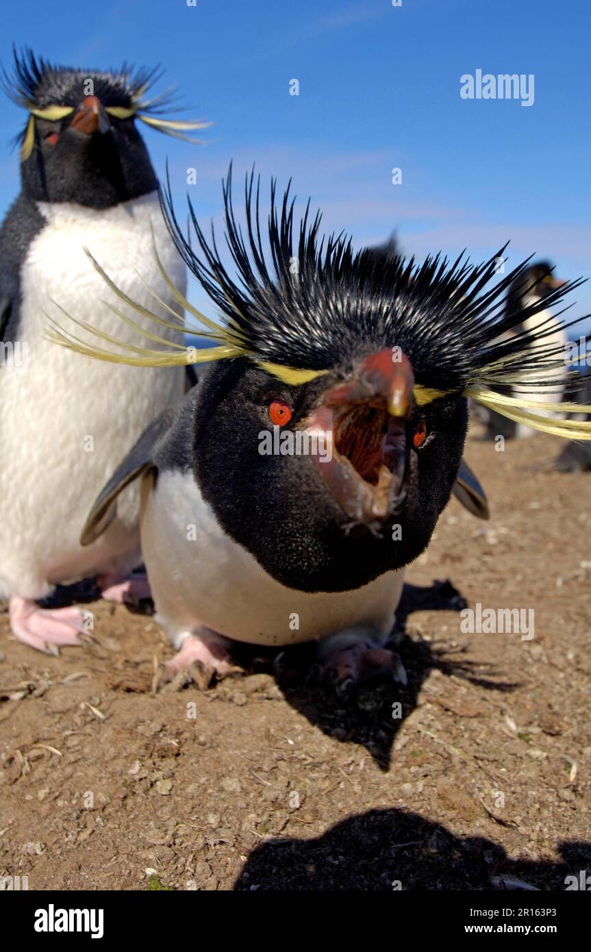 Südlicher Rockhopper-Pinguin (Eudyptes chrysocome), Erwachsener, neugierig, angreifende Kameralinse, Bleaker Island, Falklandinseln Stockfoto