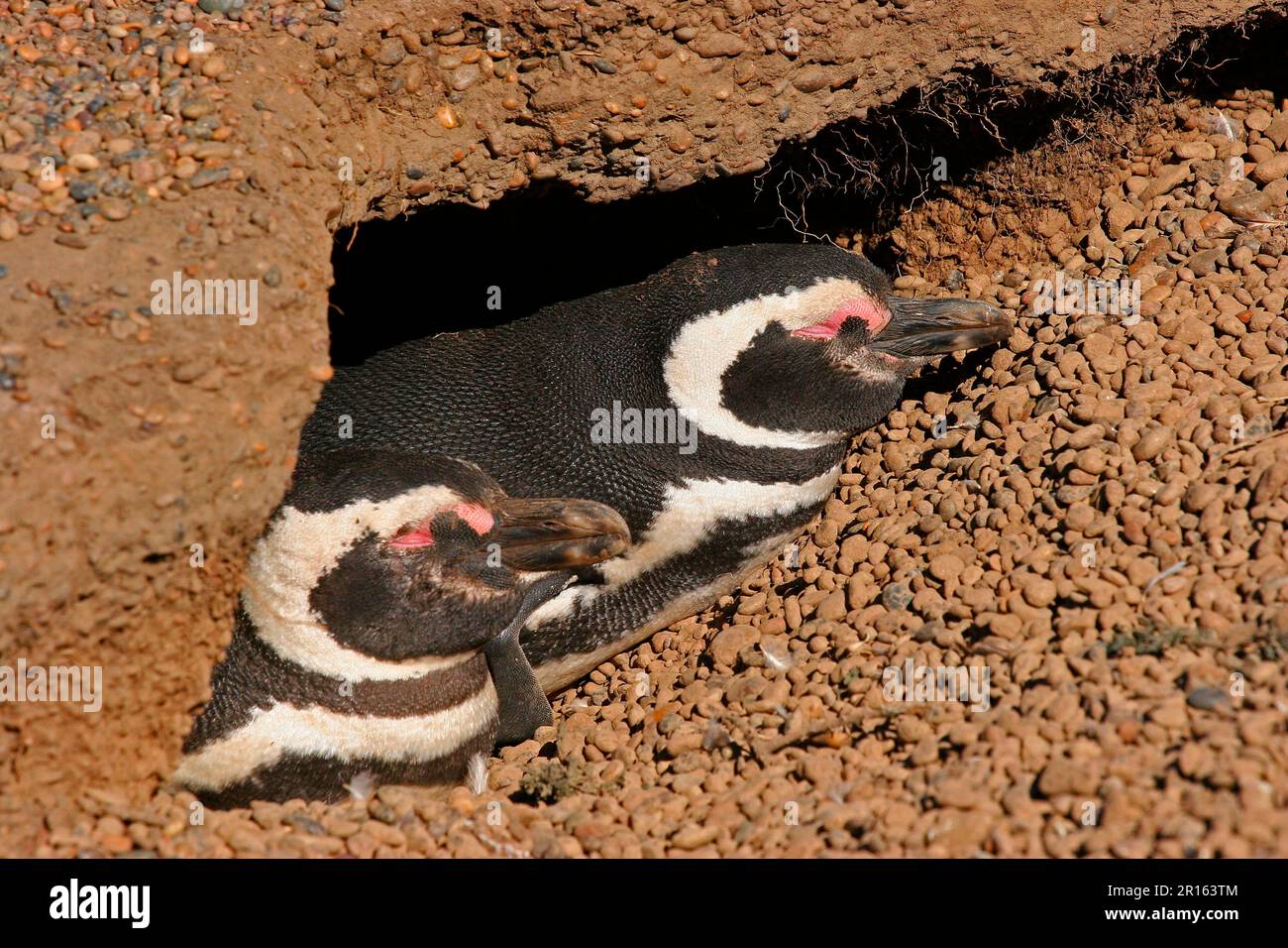Erwachsenes Paar Magellanischer Pinguin (Spheniscus magellanicus), schläft am Eingang der Höhle in der Zuchtkolonie, Estancia San Lorenzo, Chubut, Argentinien Stockfoto