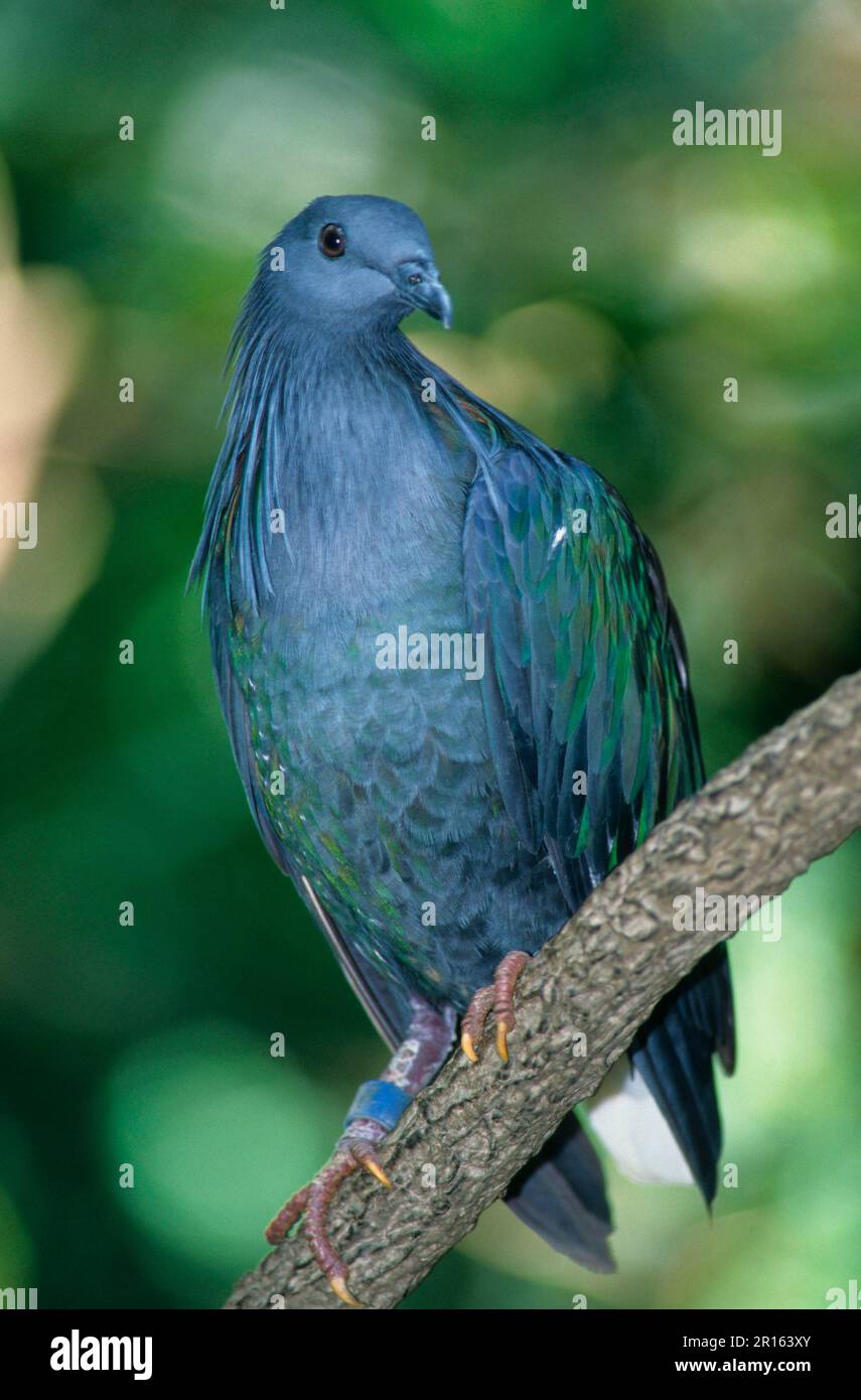 Columba nicobarica, Nicobar Pigeon, Nicobar Pigeon, nicobar Pigeon, Nicobar Pigeons (Caloenas nicobarica), Pigeons, Animals, Birds, Nicobar Pigeon Stockfoto