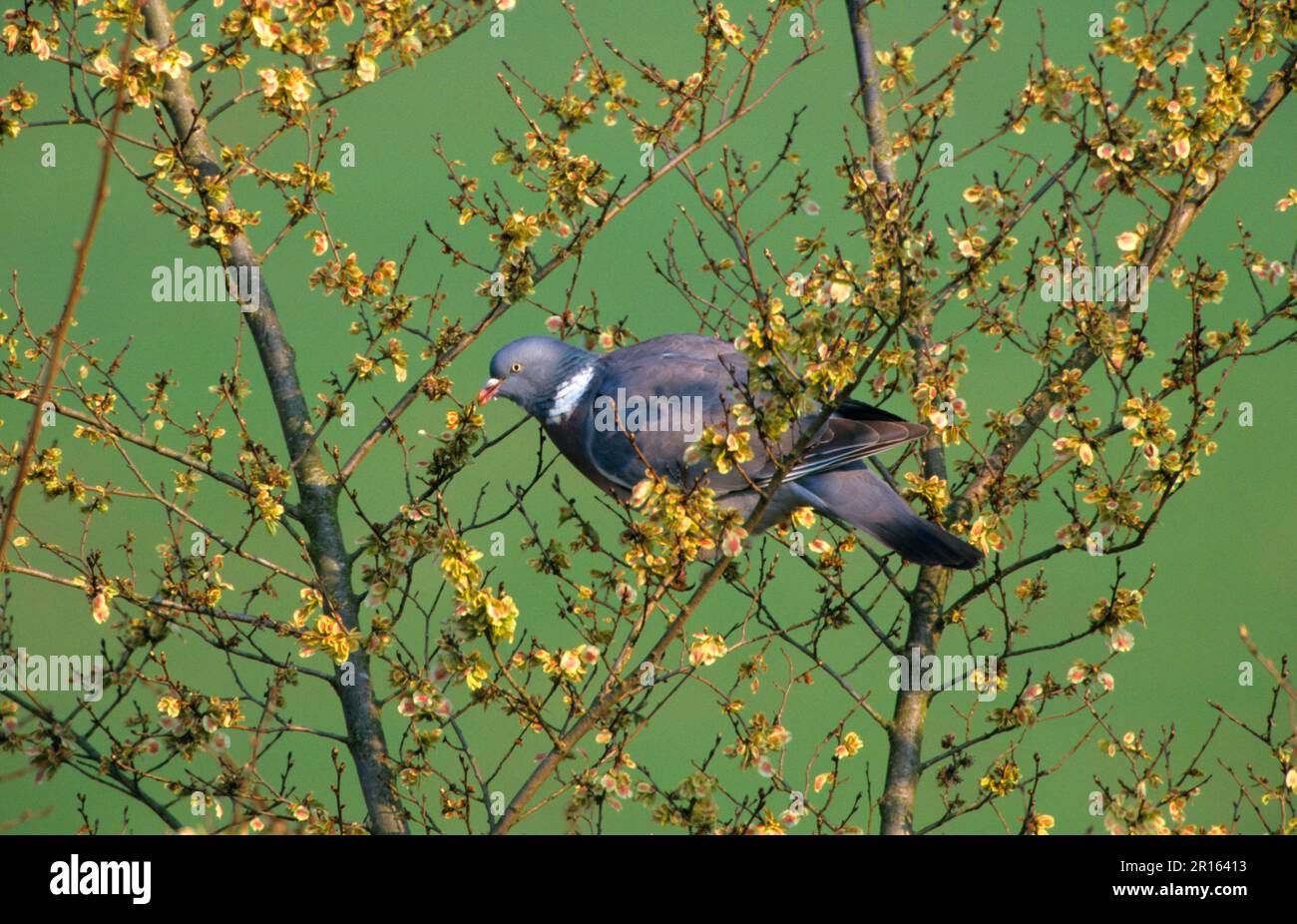 Holztaube, Holztauben, Tauben, Tiere, Vögel, Holztaube (Columba Palambus), die sich an jungen Frühlingsblättrigen ernährt Stockfoto