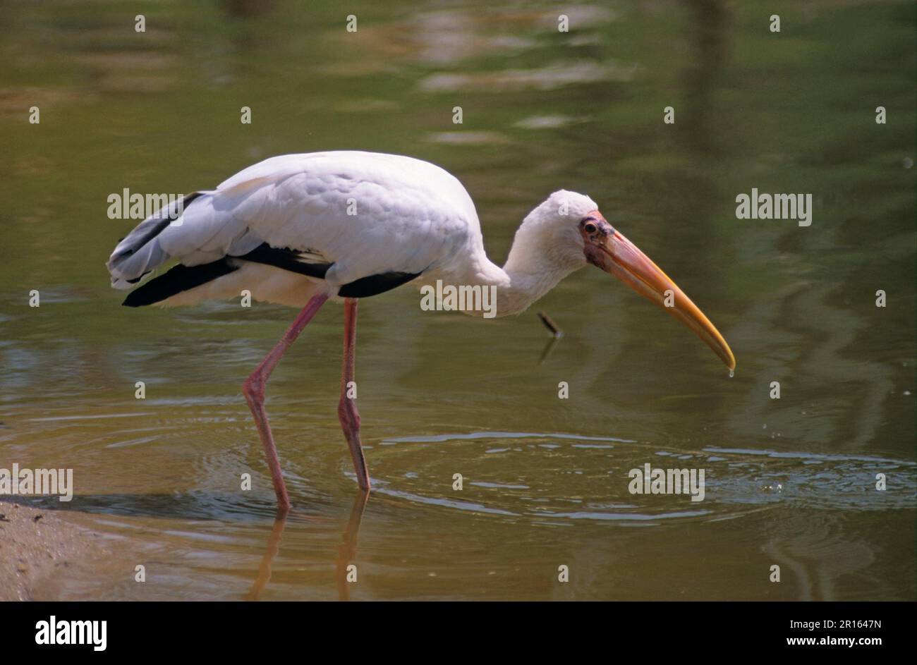 Milchstorch (Mycteria cinerea), Milchstorch, Storch, Tiere, Vögel, Milchstorchenfütterung, gefangen, Phnom Tamao Wildlife Ct. Kambodscha Stockfoto