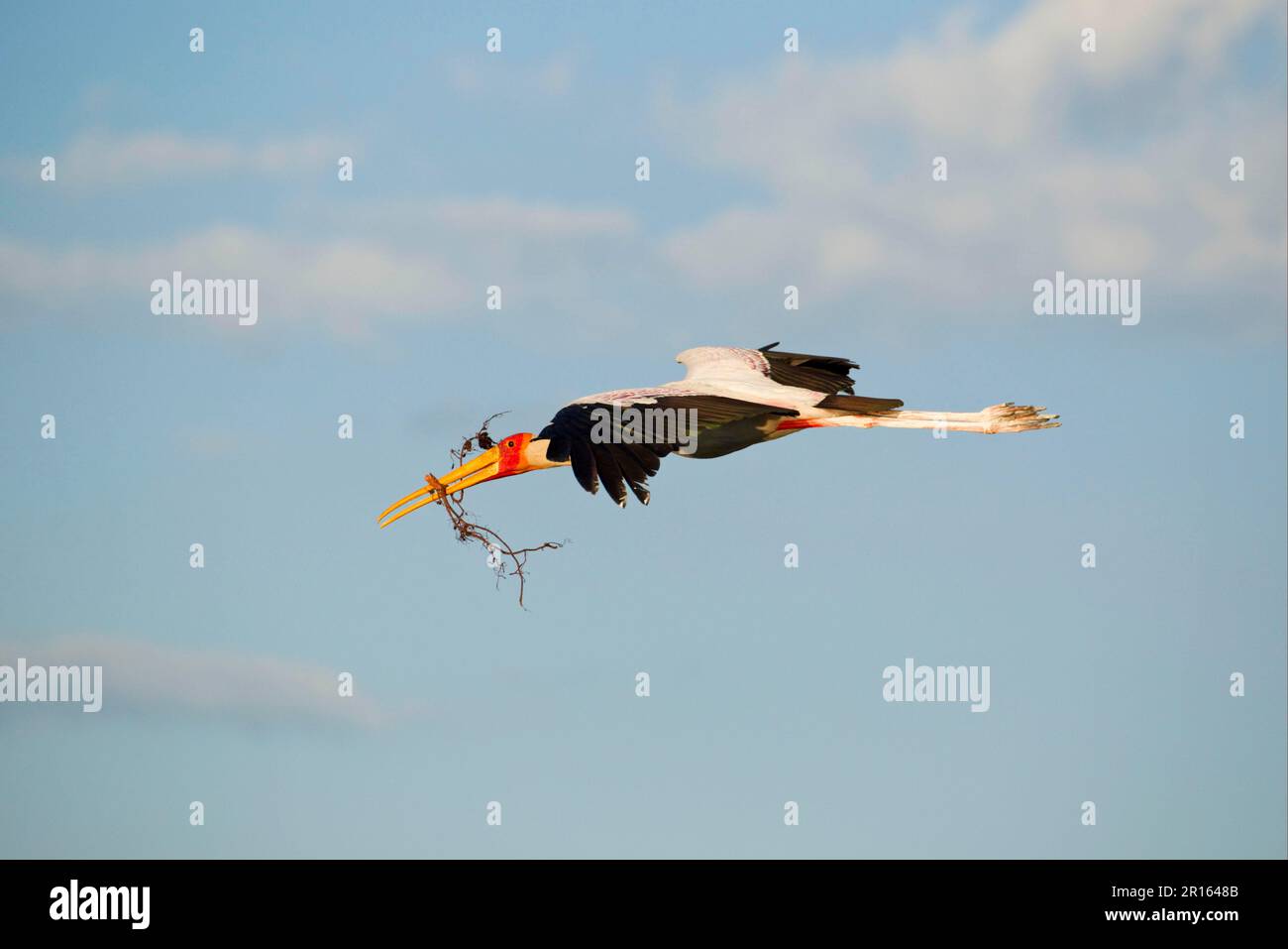 Afrikanischer Gelbschnabel-Storch (Mycteria ibis) Gelbschnabel-Storch, Storch, Tiere, Vögel, Gelbschnabel-Storch Erwachsener, Im Flug, mit Nestmaterial Stockfoto