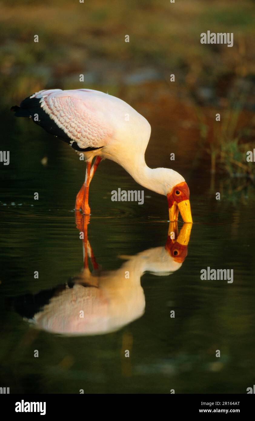 Afrikanischer Nerz, Storch, Tiere, Vögel, Gelbschnabel-Storch (Mycteria ibis), Erwachsener in Zuchthupferei, Fütterung, Moremi Wildreservat, Botsuana Stockfoto