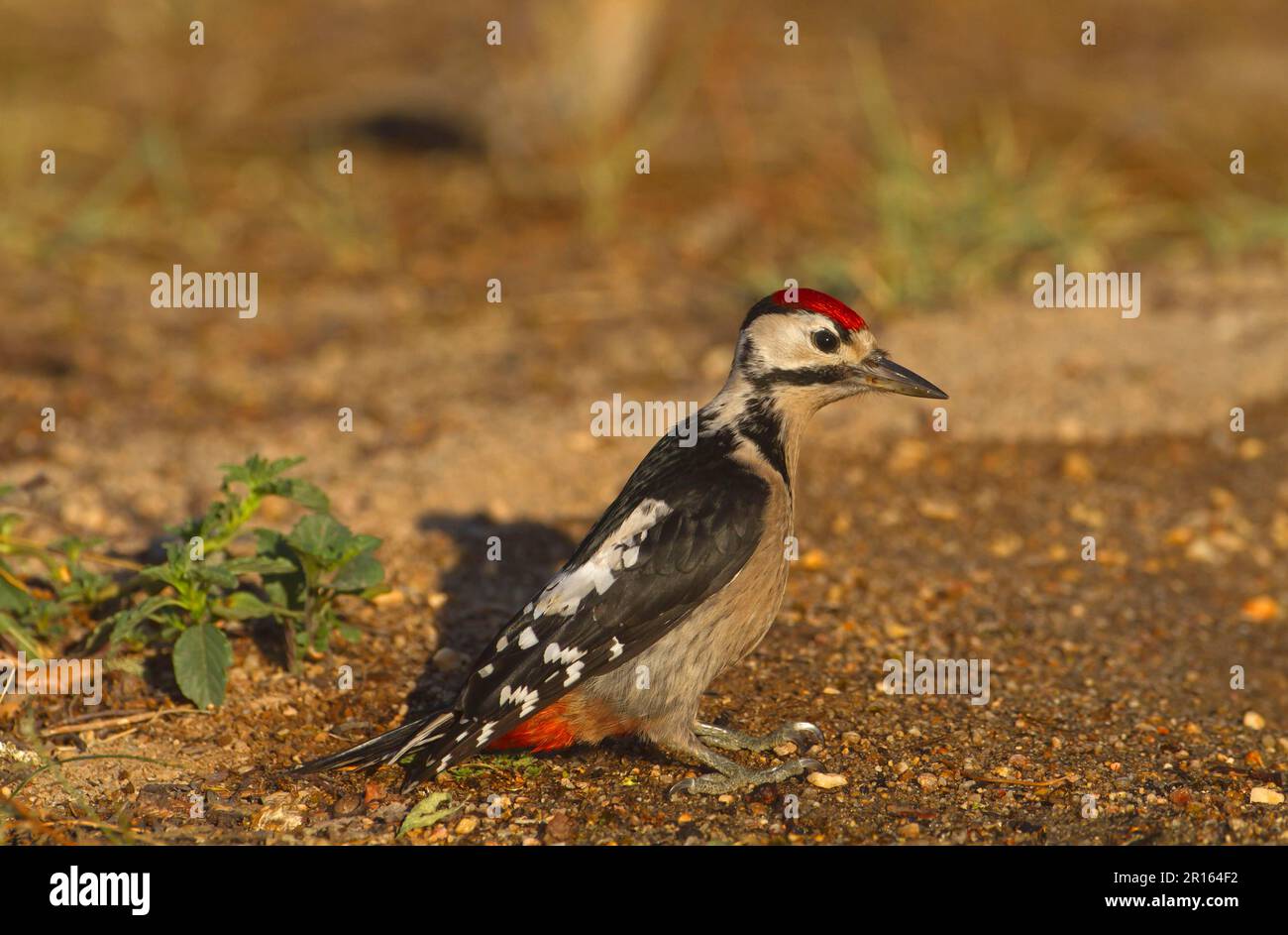 Großspecht (Dendrocopus major), auf dem Boden stehend, Nordspanien Stockfoto