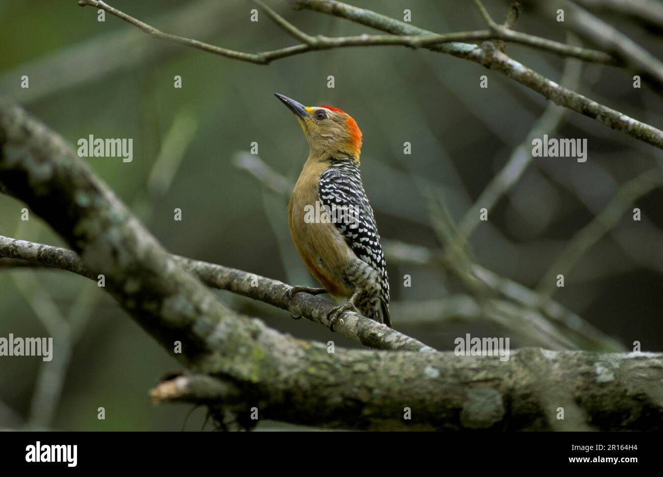 Rotkronen-Specht (Melanerpes rubricapillus), Rotkronen-Spechte, Spechte, Tiere, Vögel, Spechte, Redcrowned Woodpecker auf dem Ast Stockfoto