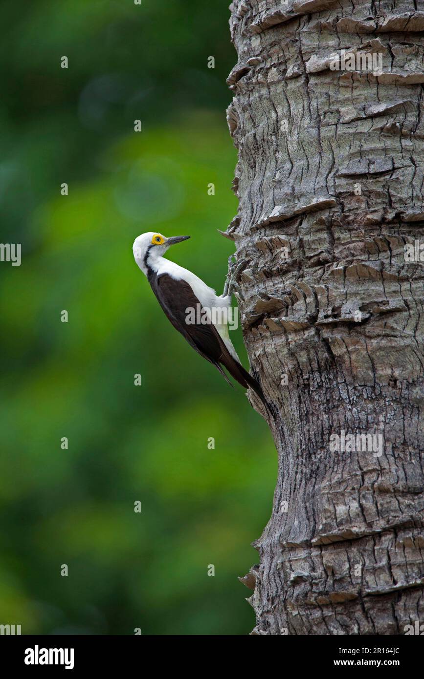 Adulter weißer Specht (Melanerpes candidus), Klammern an Baumstamm, Pantanal, Mato Grosso, Brasilien Stockfoto