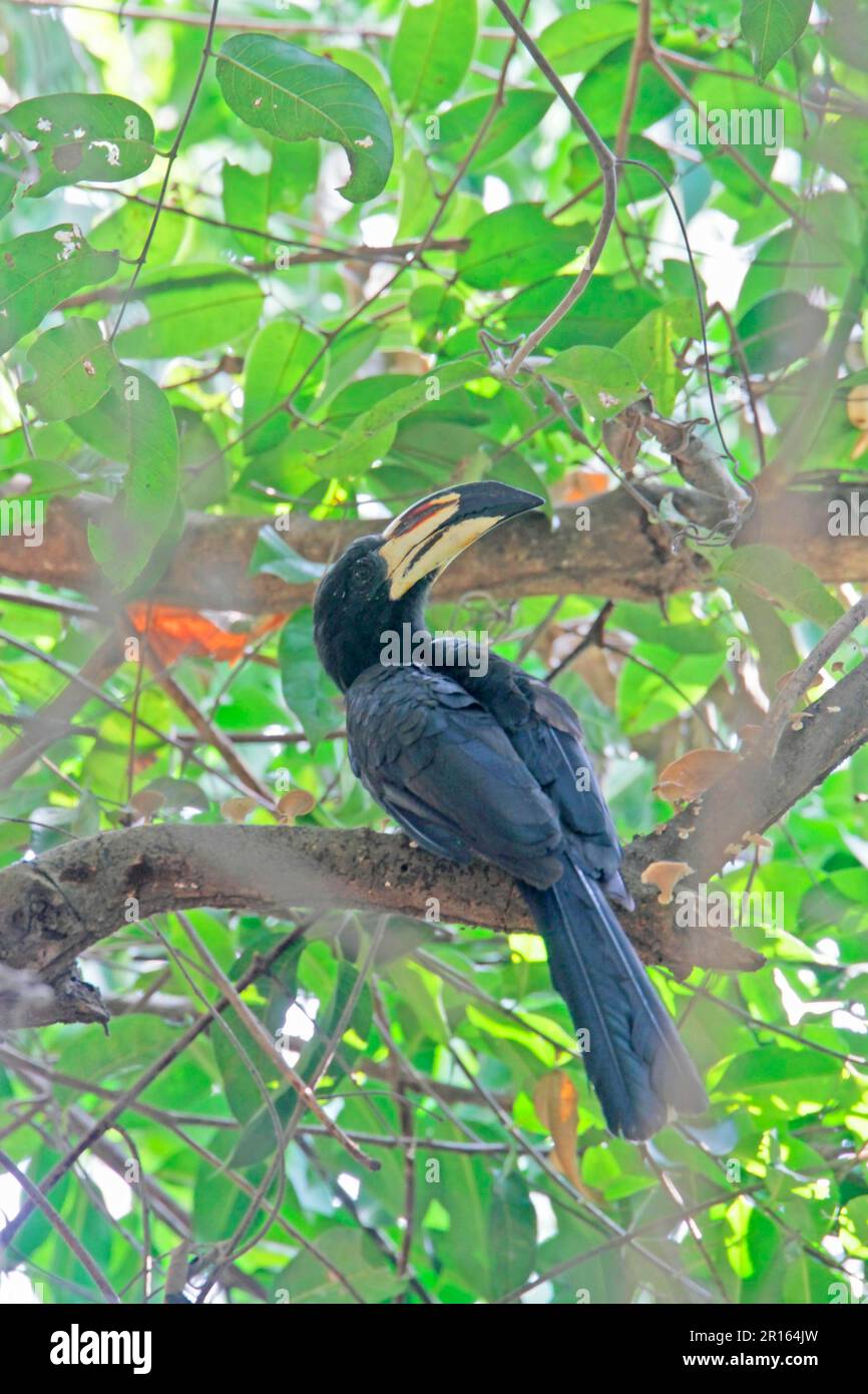 Afrikanischer Rattenpferd (Tockus fasciatus), ausgewachsen, hoch oben in einem Baum, Gambia Stockfoto