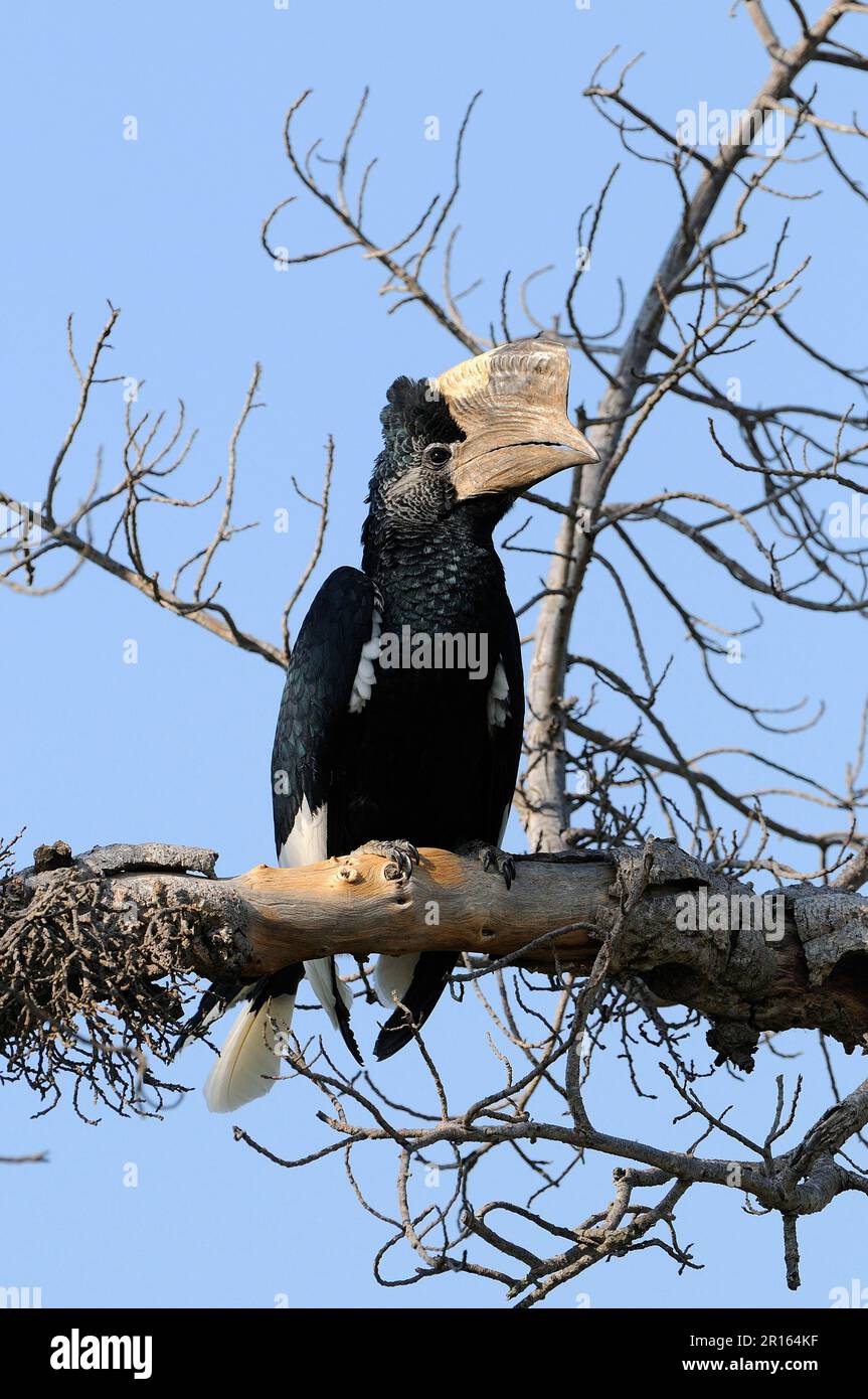 Grauhaarige Hornbill, grauhaarige Hornbill, grauhaarige Hornbill, schwarz-weiß gekleidete Hornbill (Bycanistes subcylindricus), Tiere, Vögel Stockfoto