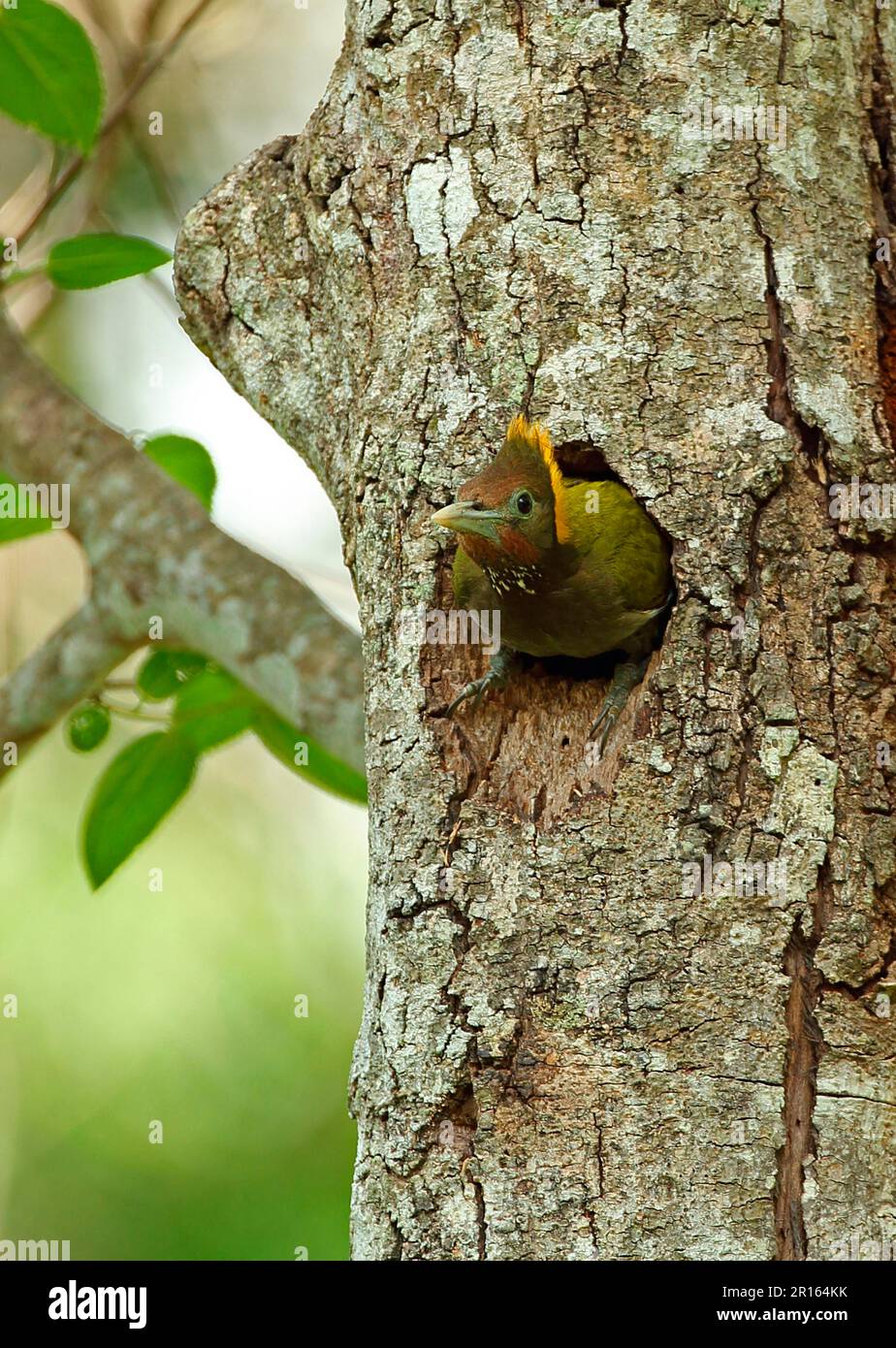 GroßYellowfin (Picus flavinucha lylei), weiblich, ausgewachsenes Weibchen, Verlassen eines Nestlochs im Baumstamm, Kaeng Krachan N. P. Thailand Stockfoto