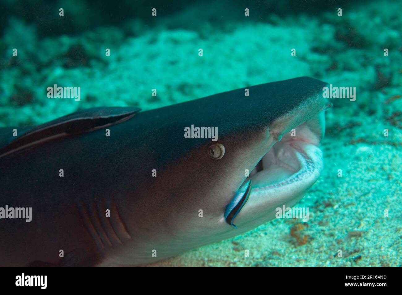 Weißspitzen-Riffhai, Weißspitzen-Riffhai, Weißspitzen-Riffhaie, Weißspitzen-Riffhaie (Triaenodon obesus), andere Tiere, Fische, Haie, Tiere Stockfoto