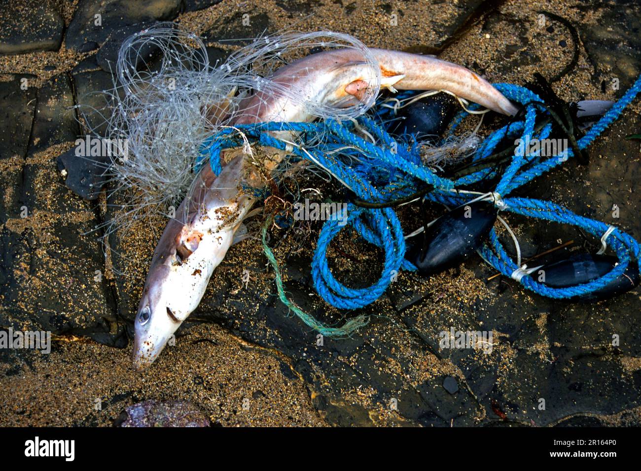 Gemeiner Dornhai (Squalus acanthias), tot, verwickelt in zurückgeworfenen Kiemennetzen, Kimmeridge Bay, Dorset, England, Winter Stockfoto