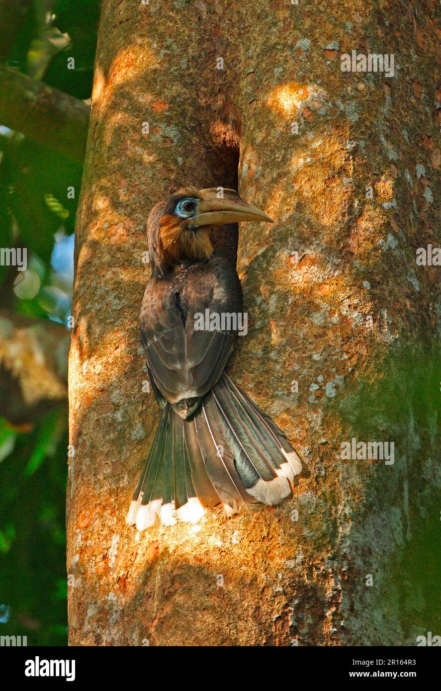 Tickell's Brown Hornbill (Anorrhinus tickelli), männlicher Erwachsener, Besuch eines Nestlochs im Baumstamm, Kaeng Krachan N. P. Thailand Stockfoto