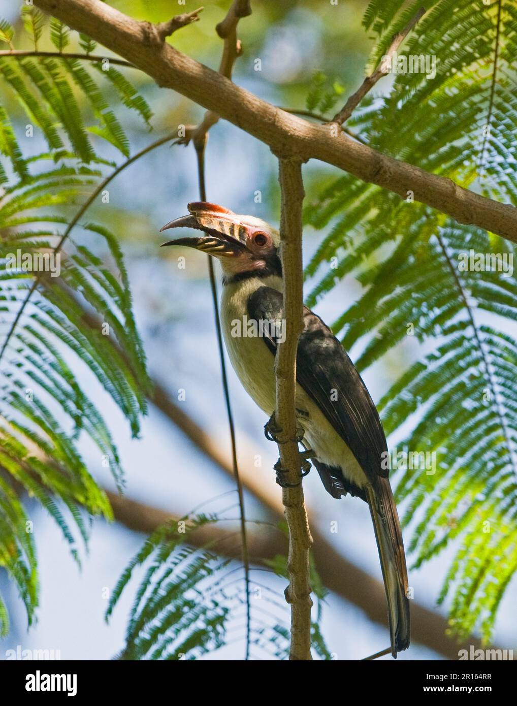 Luzon Tarictic luzon Hornbill (Penelopides Manillae), männlich, auf einem Ast, Subic, Luzon Island, Philippinen Stockfoto