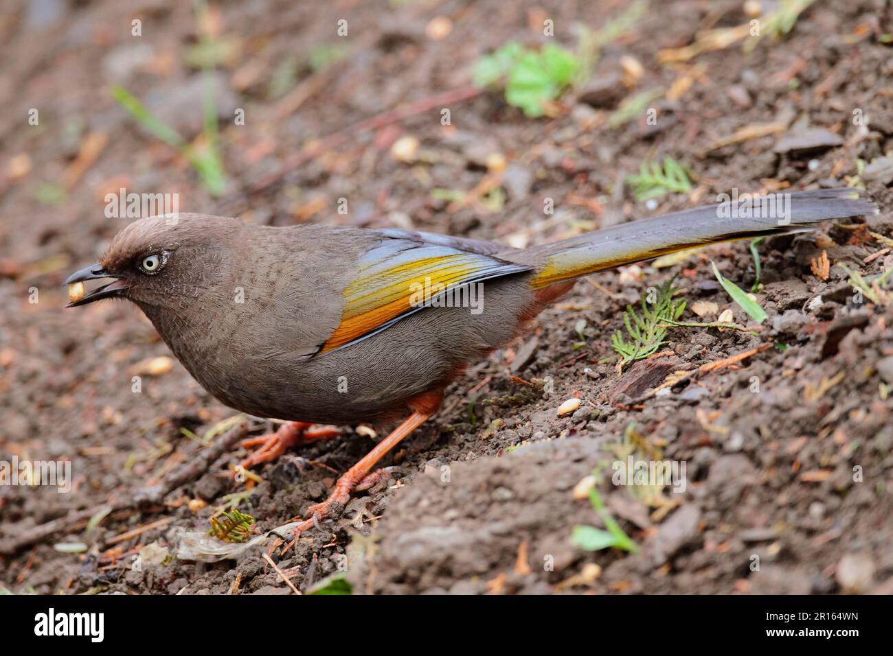 Elliot's Laughingthrush (Garrulax elliotii), Erwachsene, Fütterung auf dem Boden, mit Gerstensamen im Schnabel, Yunnan, China Stockfoto