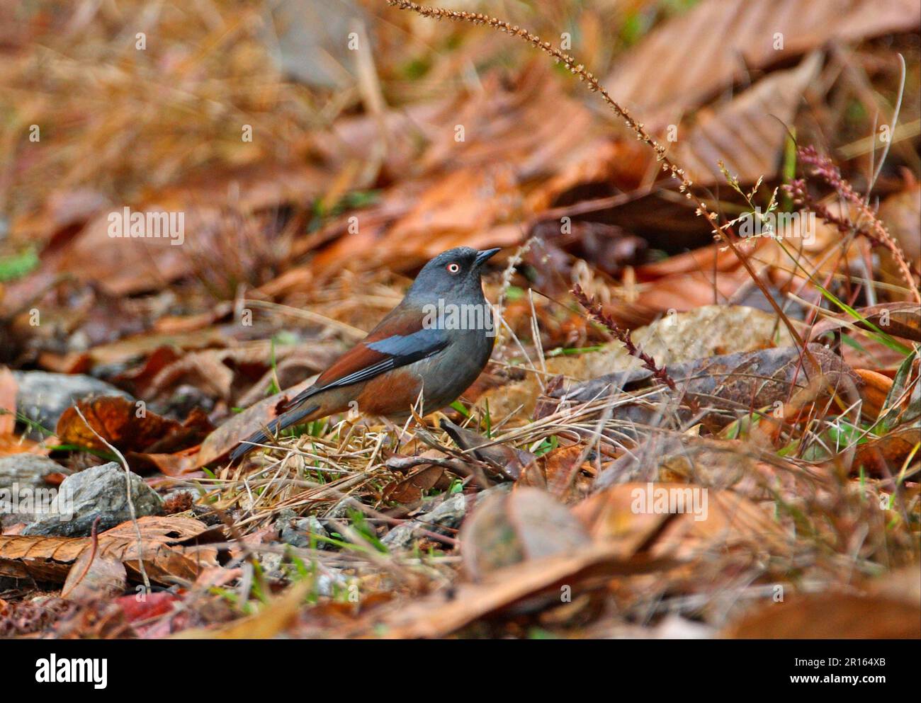 Erwachsenenakcentor (Prunella immaculata) mit braunem Rücken, auf dem Boden stehend, Eaglenest Wildlife Sanctuary, Arunachal Pradesh, Indien Stockfoto