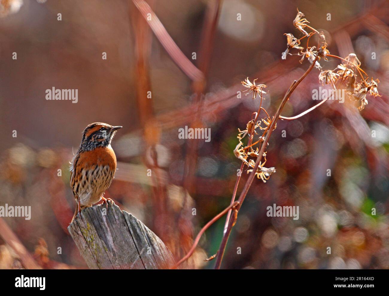Rotes-brüstliches Accentor (Prunella strophiata strophiata), Erwachsener, auf dem Pfosten, Eaglenest Wildlife Sanctuary, Arunachal Pradesh, Indien Stockfoto