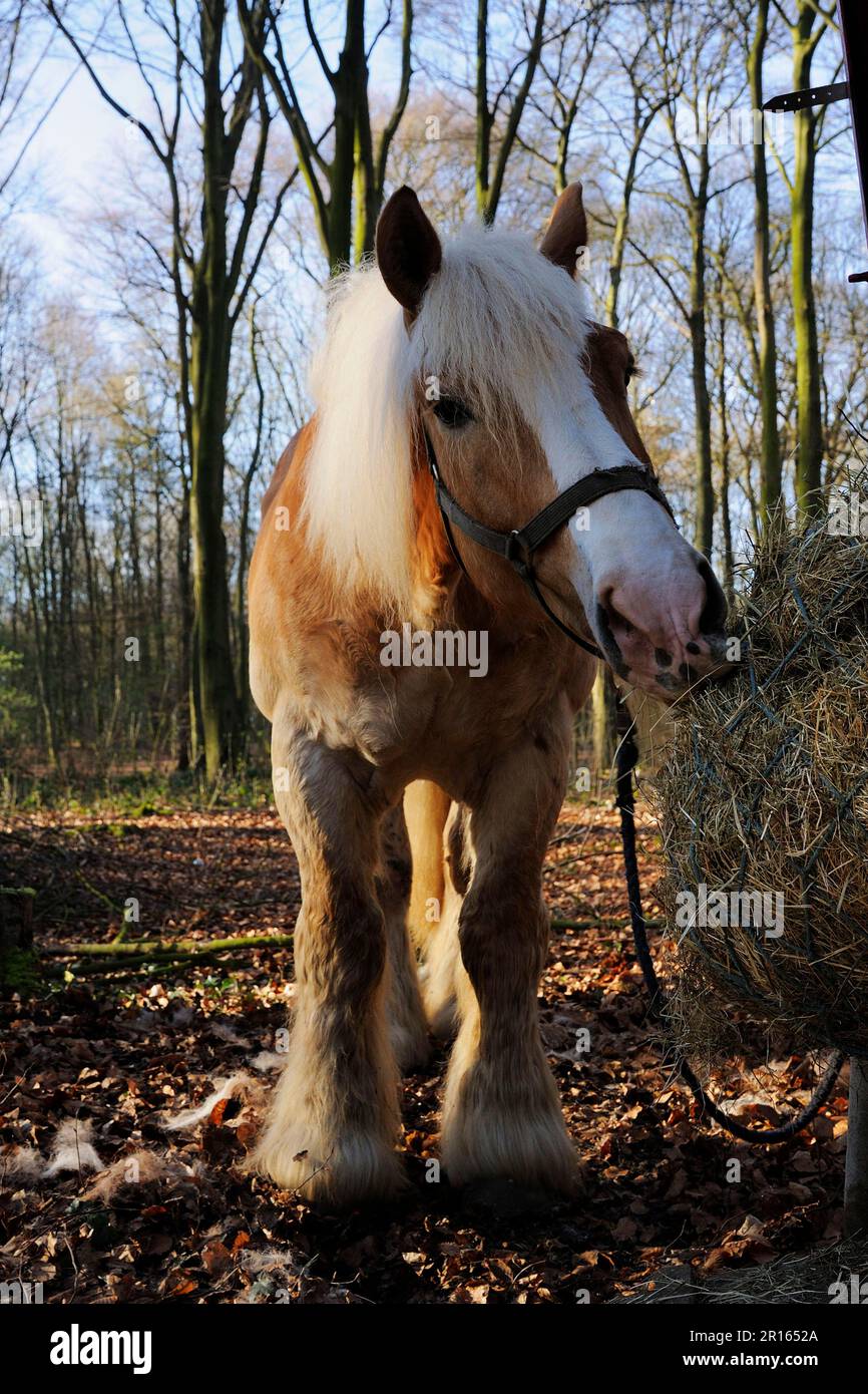 Belgischer Kaltblüter Stockfoto