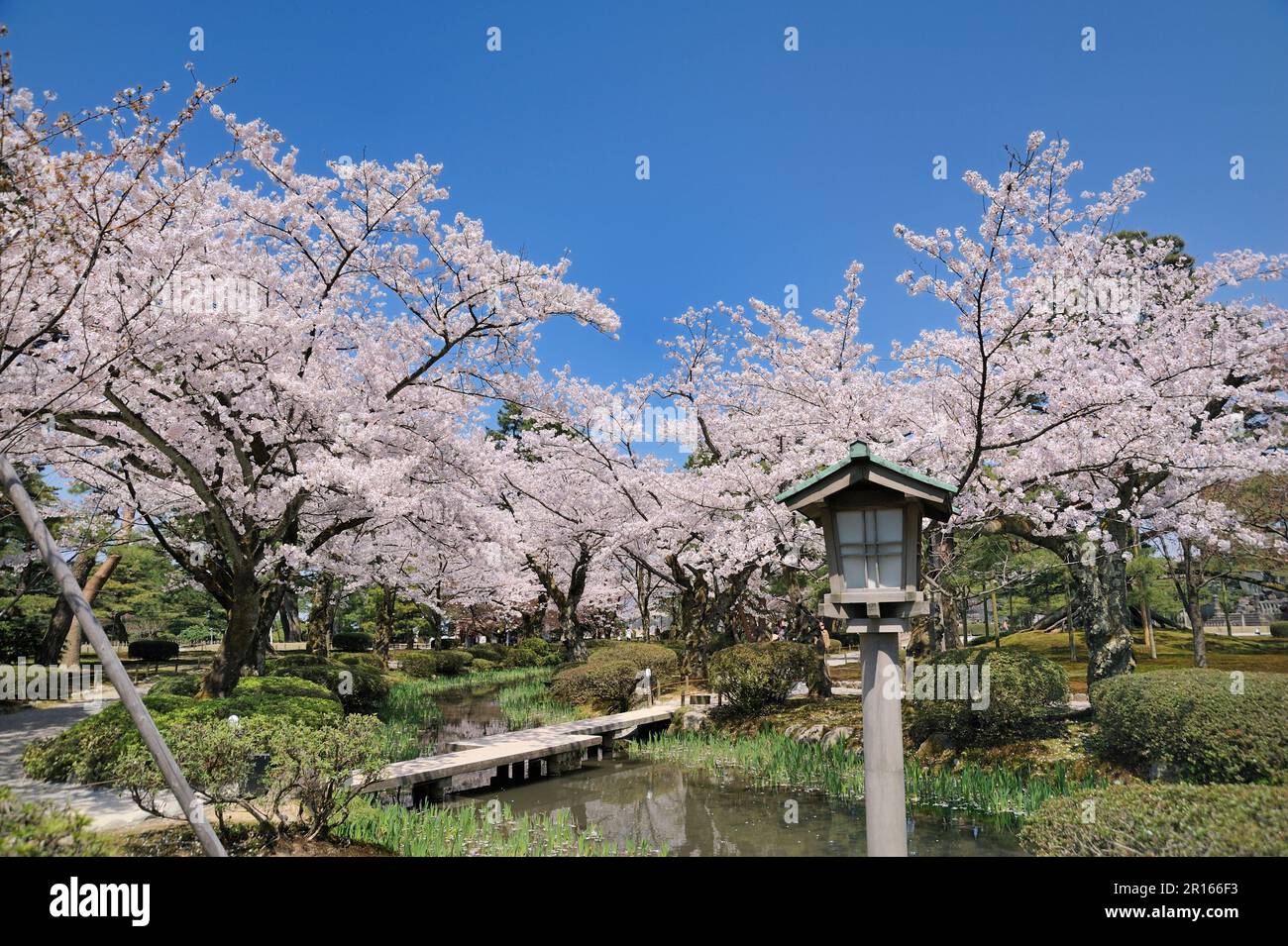 Kirschblüten im Kenrokuen Garden Stockfoto