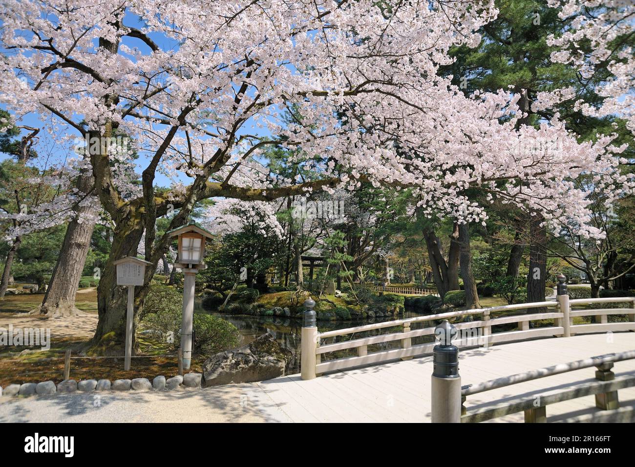 Kirschblüten im Kenrokuen Garden Stockfoto