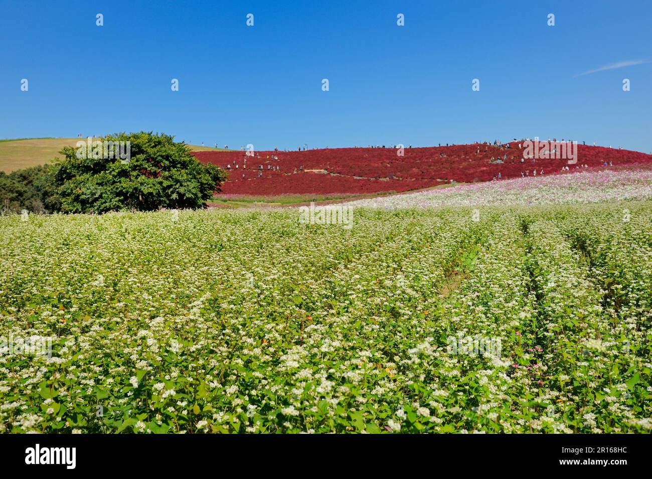 Ragweed und Buchweizenblumen Stockfoto