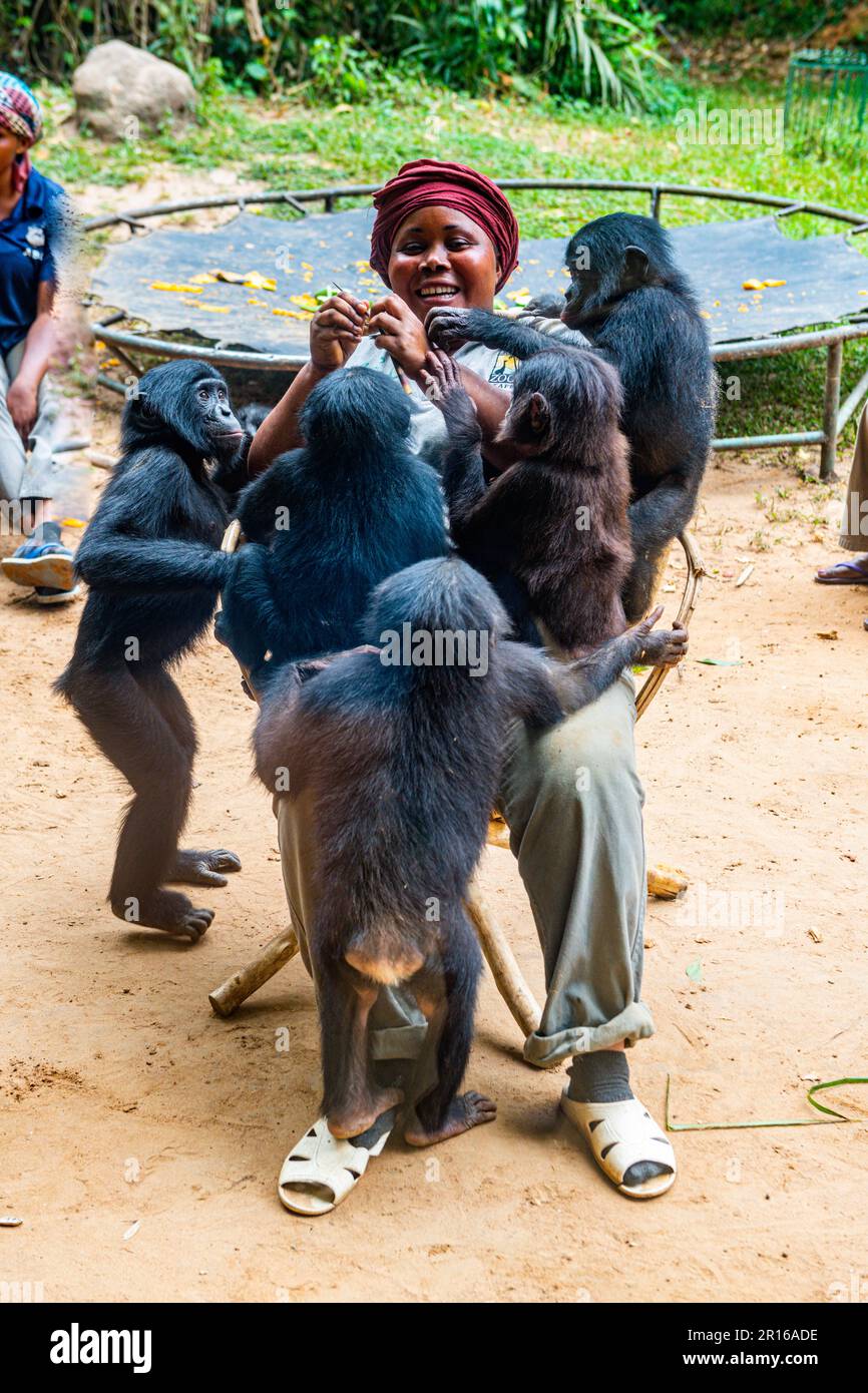 Bonobos (Pan paniscus) mit Ersatzmüttern, Lola ya Bonobo Sanctuary, Kinshasa, Kongo Stockfoto