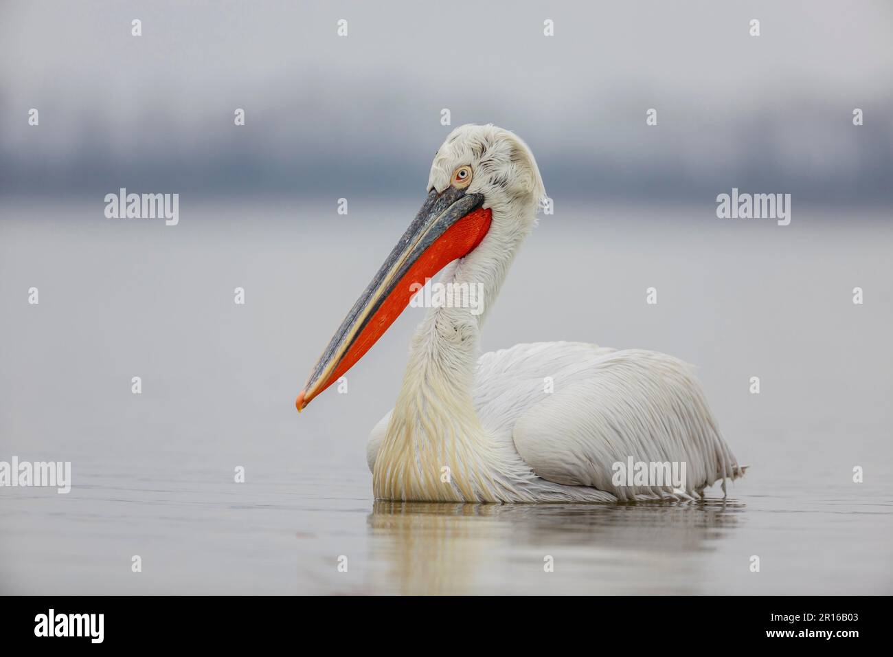 Dalmatinischer Pelikan (Pelecanus crispus), Kerkini-See, Griechenland Stockfoto