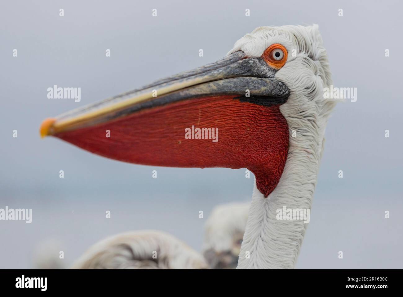 Dalmatinischer Pelikan (Pelecanus crispus), Kerkini-See, Griechenland Stockfoto