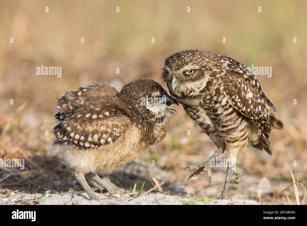 Eulen (Athene cunicularia), Florida Stockfoto