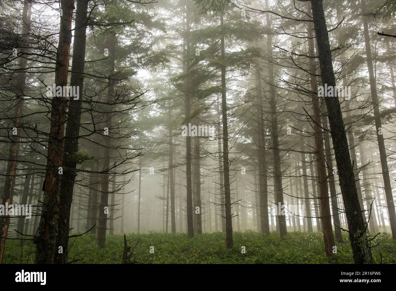 Lärchenwald im Nebel Stockfoto