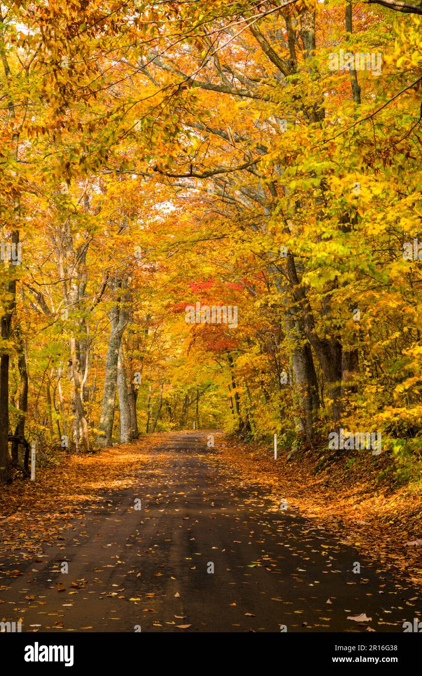 Towada Road mit Herbstfarben Stockfoto