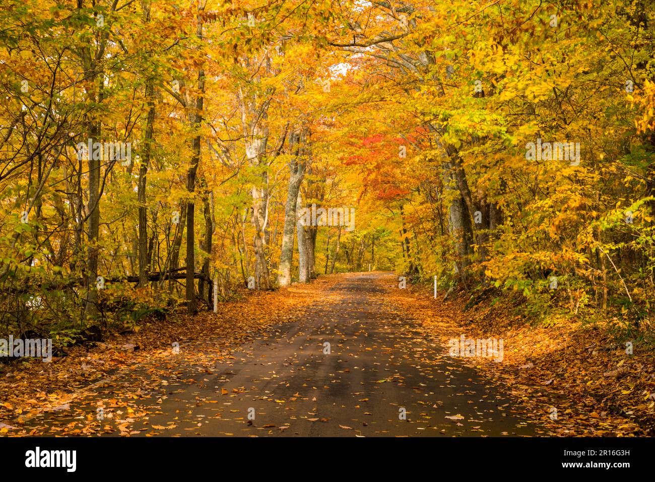 Towada Road mit Herbstfarben Stockfoto