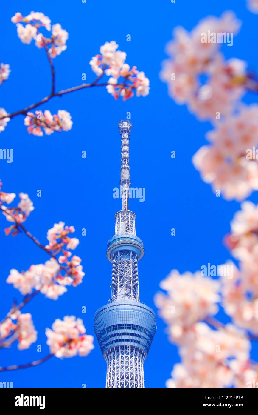 Yoshino Kirschbaum und Tokyo Skytree Stockfoto