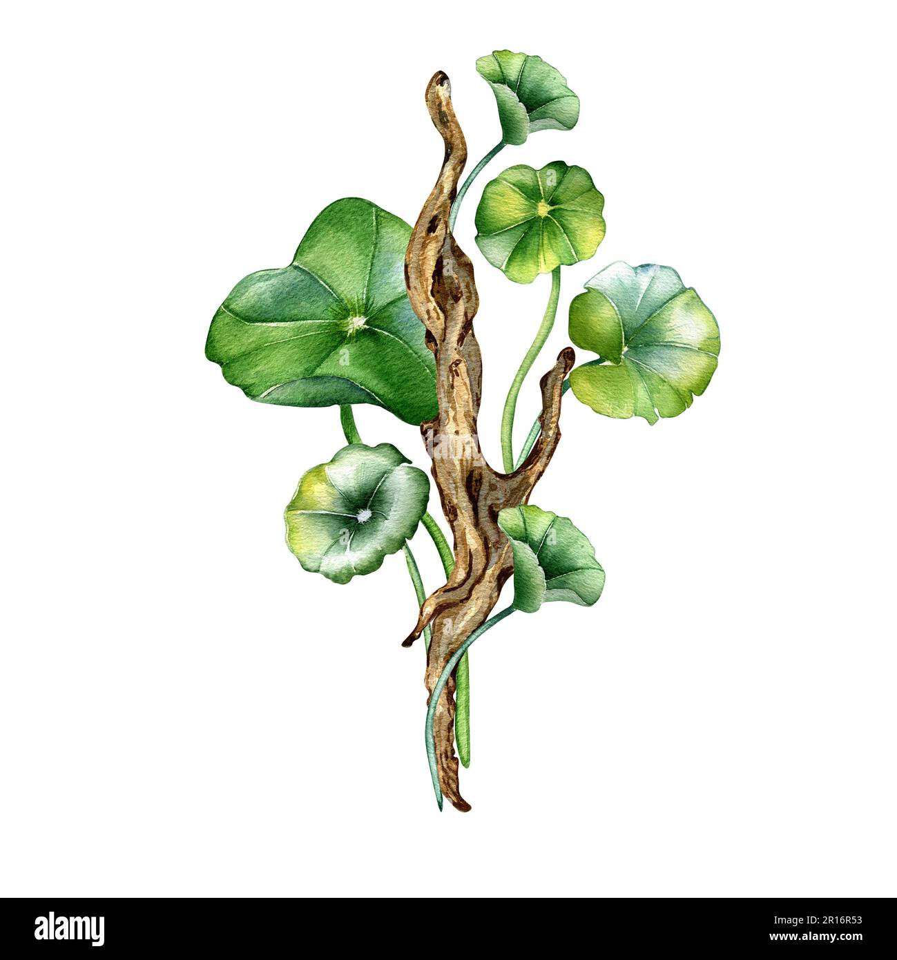 Centella asiatica, Holzzweigzusammensetzung, wasserfarbige Darstellung auf weiß isoliert. Pennywort, gotu-kola-Kräuterpflanzen, Cola, handgezogenes Treibholz Stockfoto