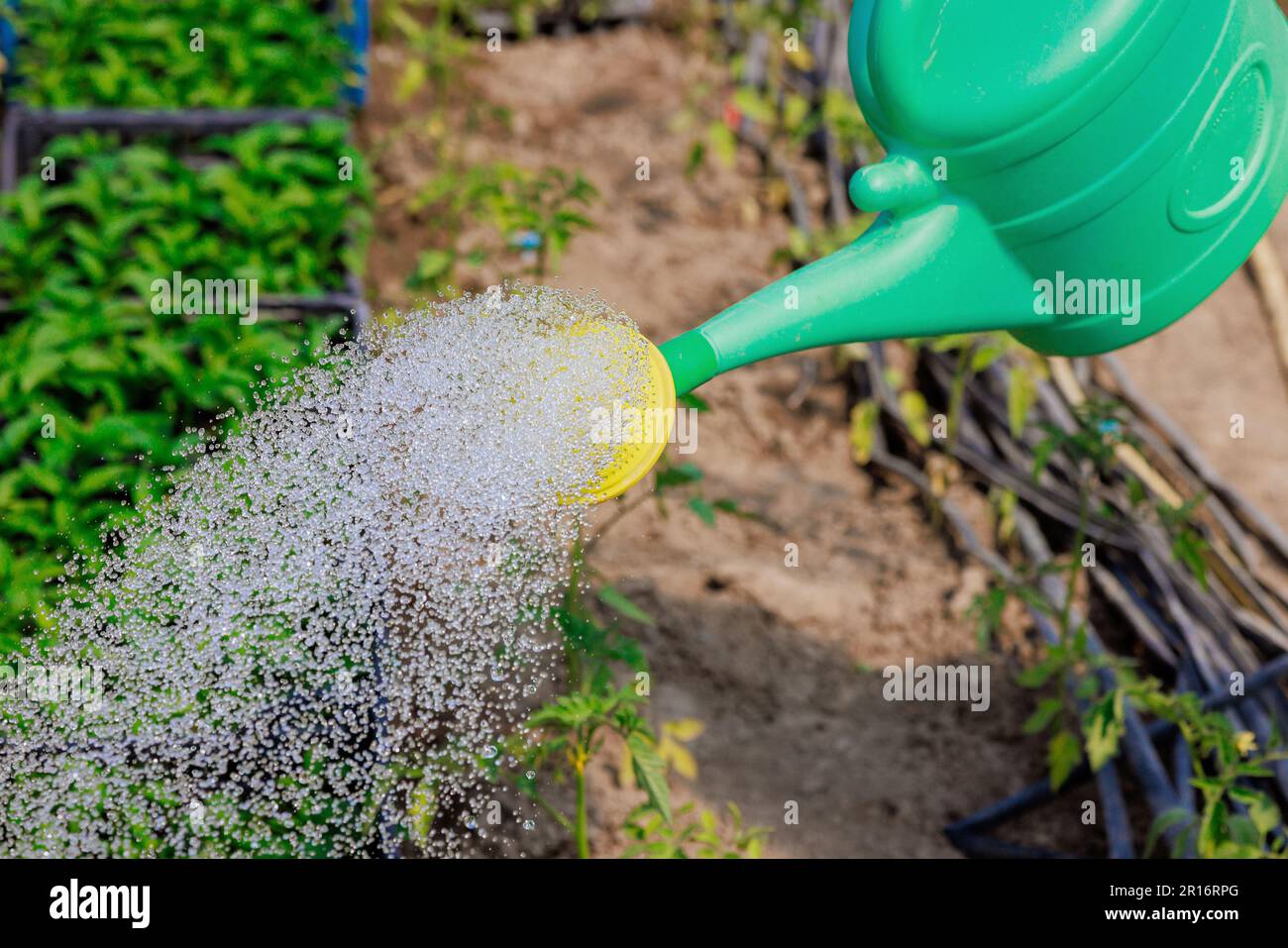 Bewässerung der Pflanze mit Pflanzkartoffeln mit Gießkanne im Gewächshausgarten Stockfoto