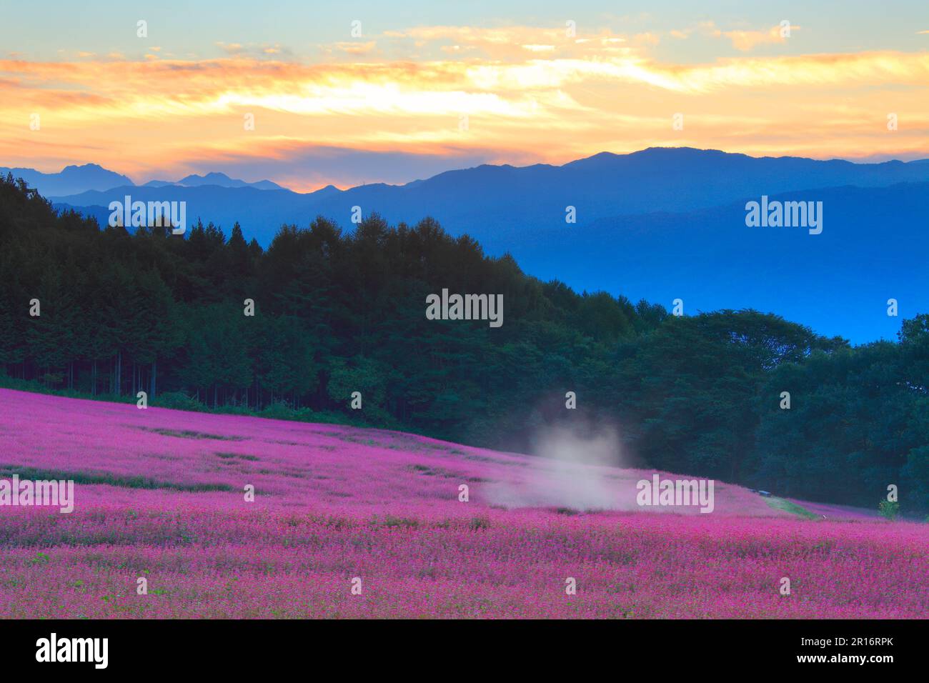 Yatsugatake Bergkette und Morgennebel und Sonnenaufgang und rotes Buchweizenblütenfeld Stockfoto