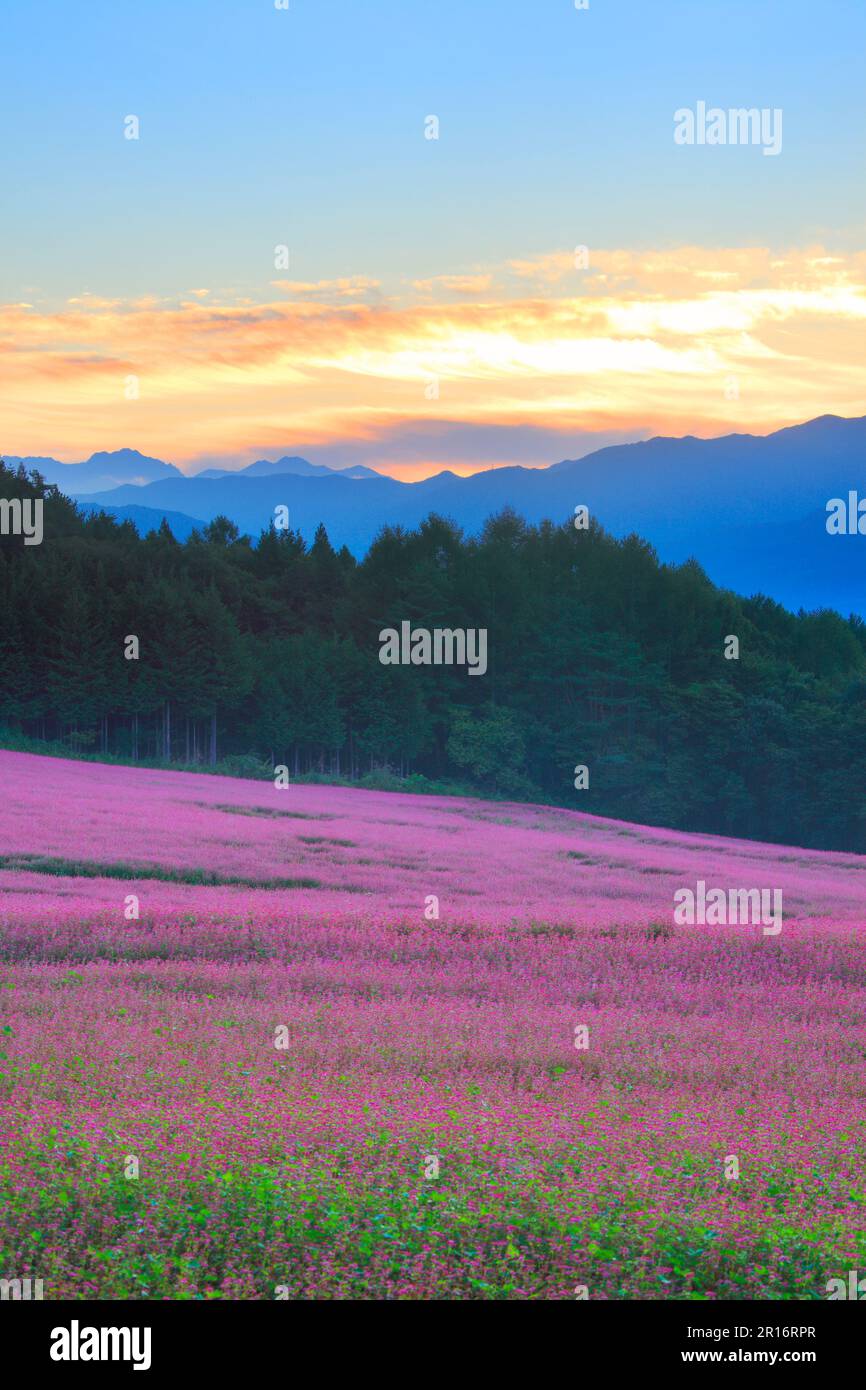 Yatsugatake Gebirgskette und Sonnenaufgang und rotes Buchweizenblütenfeld Stockfoto