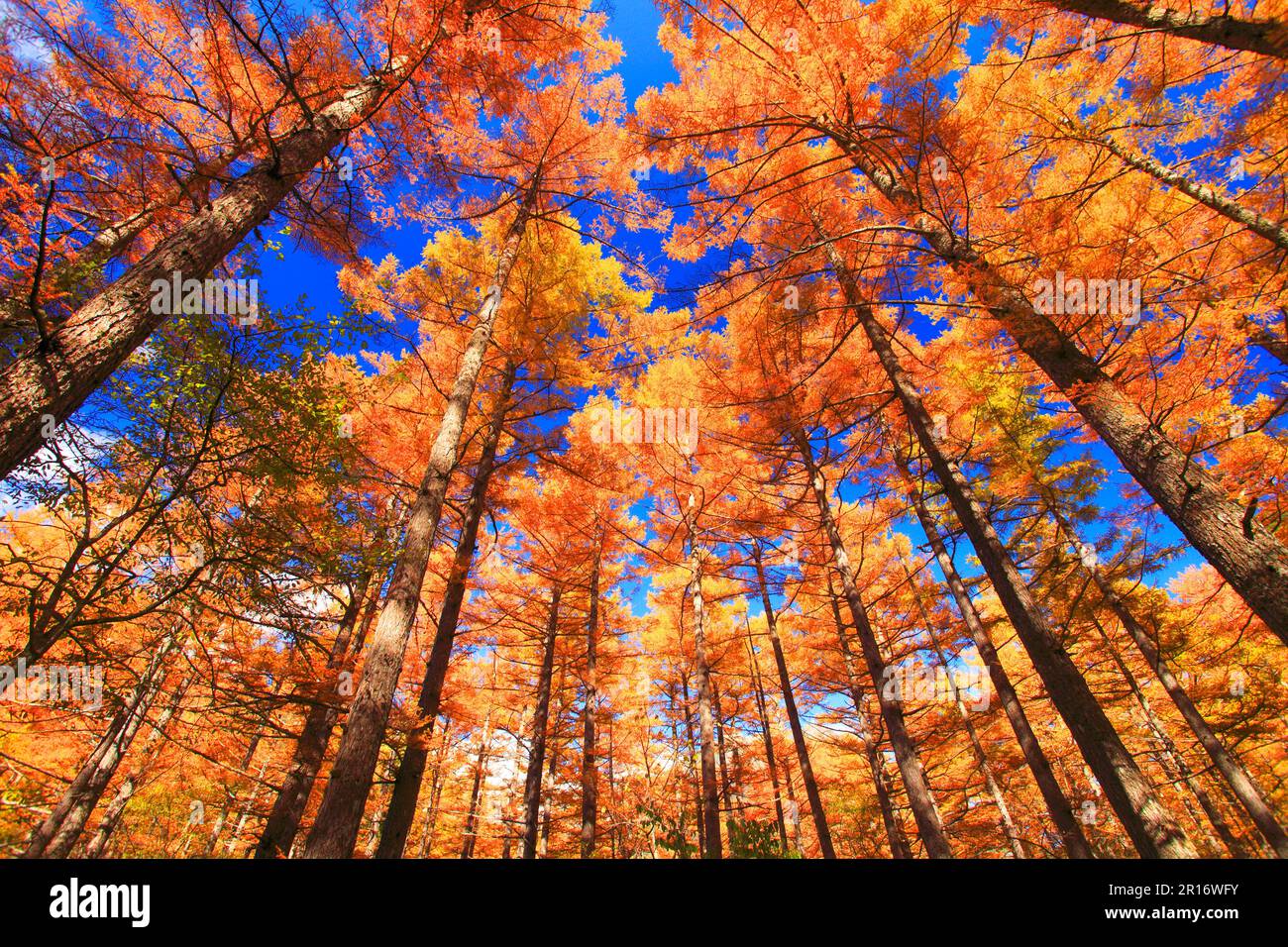 Herbst Lärchenwald Stockfoto