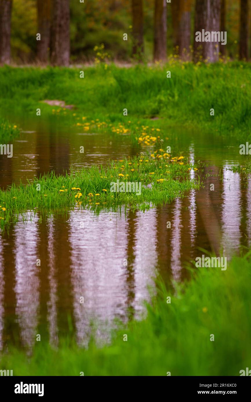 Schlamm große Pfütze ländliche Straße Grüngras Feld Löwenzahn Waldkonzept warme Frühlingstage Autoketten Rad natürliche Landschaft Landschaftstransport A Stockfoto