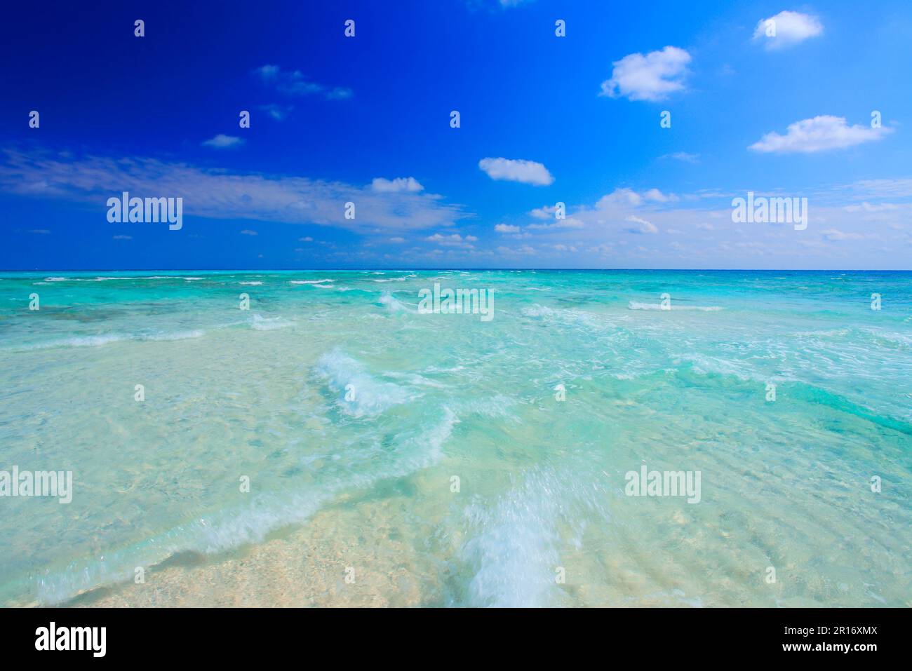 Sich überschneidendes Seegurm Stockfoto