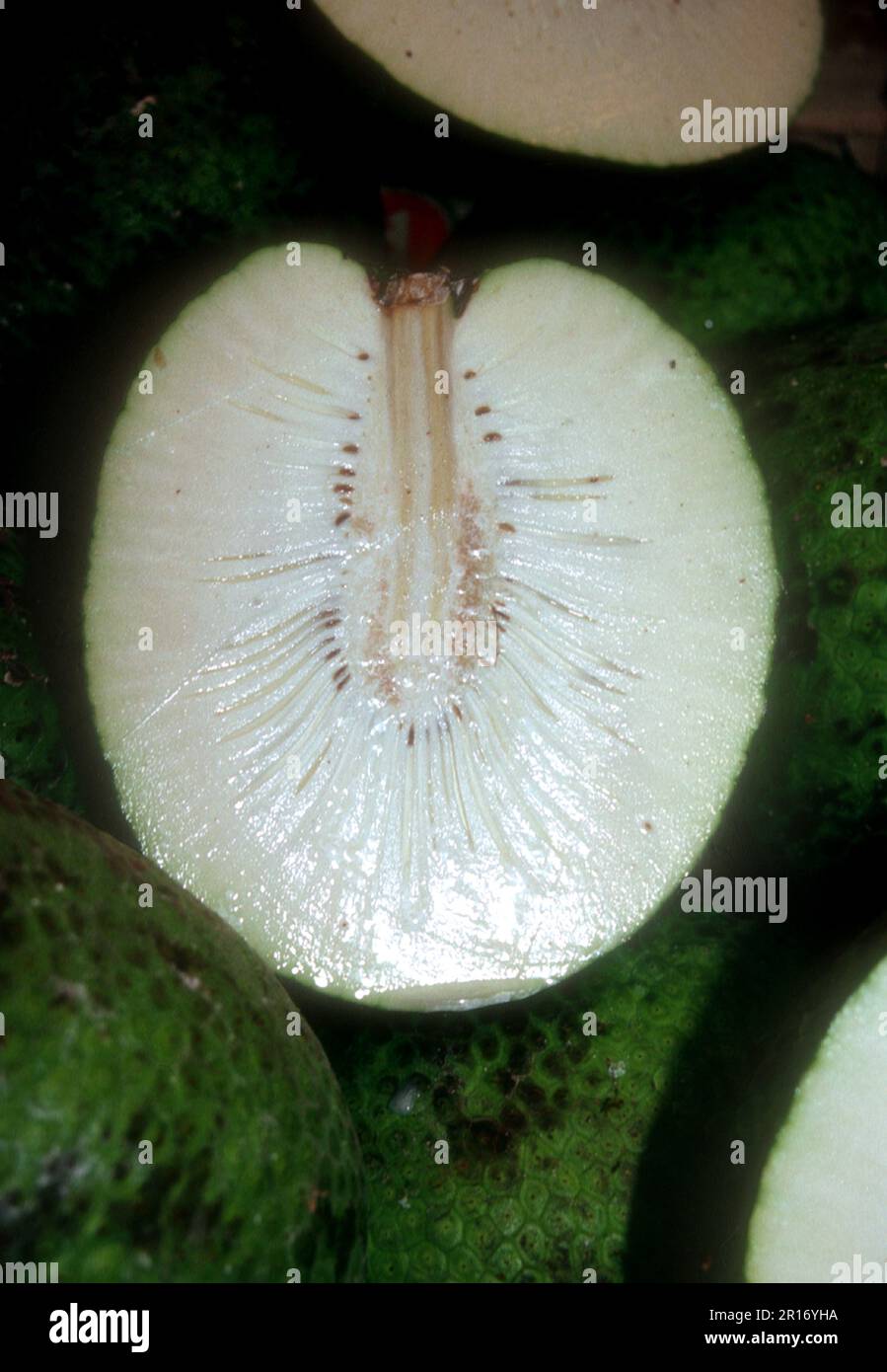 Brotfrucht (Artocarpus altilis) ist eine Art von blühenden Bäumen in der Familie der Maulbeeren und Jackfrüchte Stockfoto