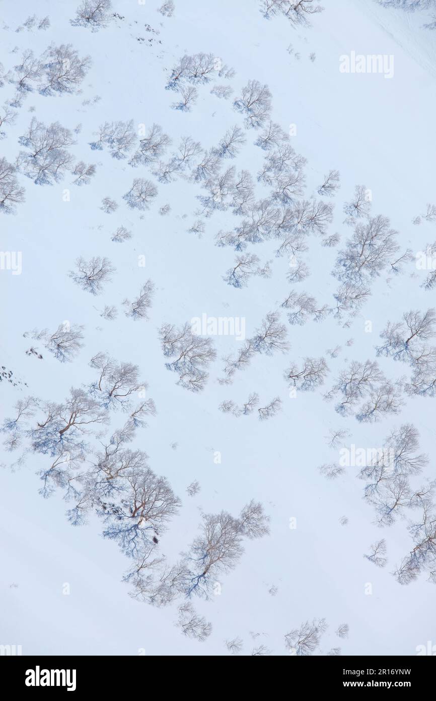 Ein Schneefeld und ein Wald mit Bäumen wie russische Felsenbirken Stockfoto