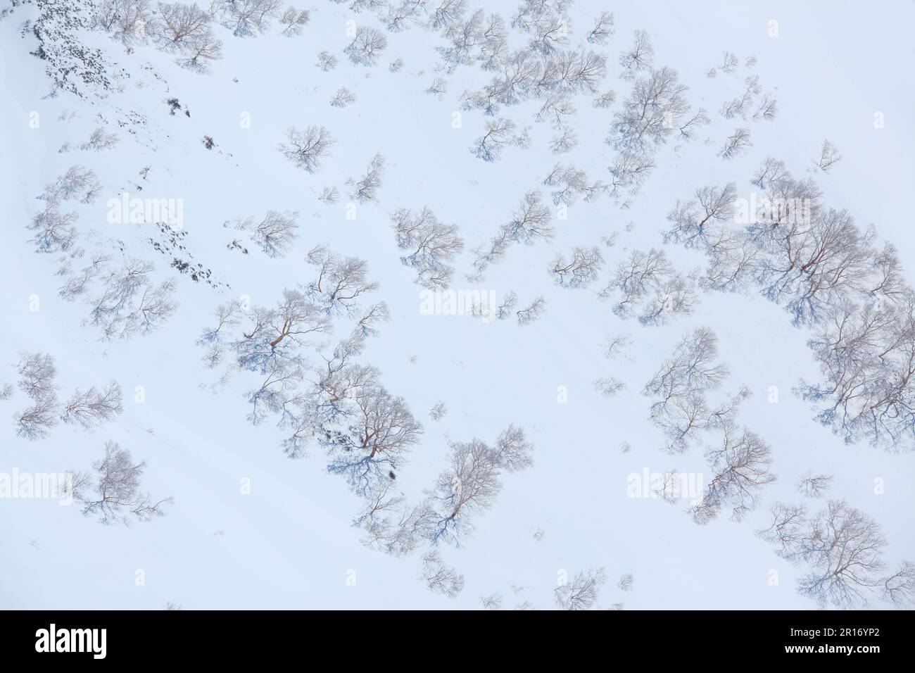 Ein Schneefeld und ein Wald mit Bäumen wie russische Felsenbirken Stockfoto