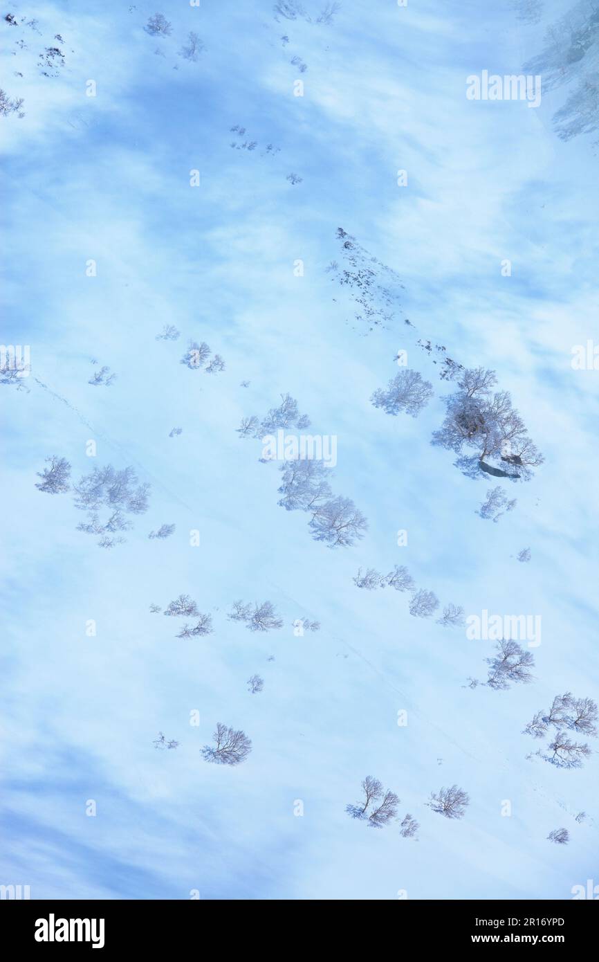 Ein Schneefeld und Bäume wie russische Felsenbirken Stockfoto